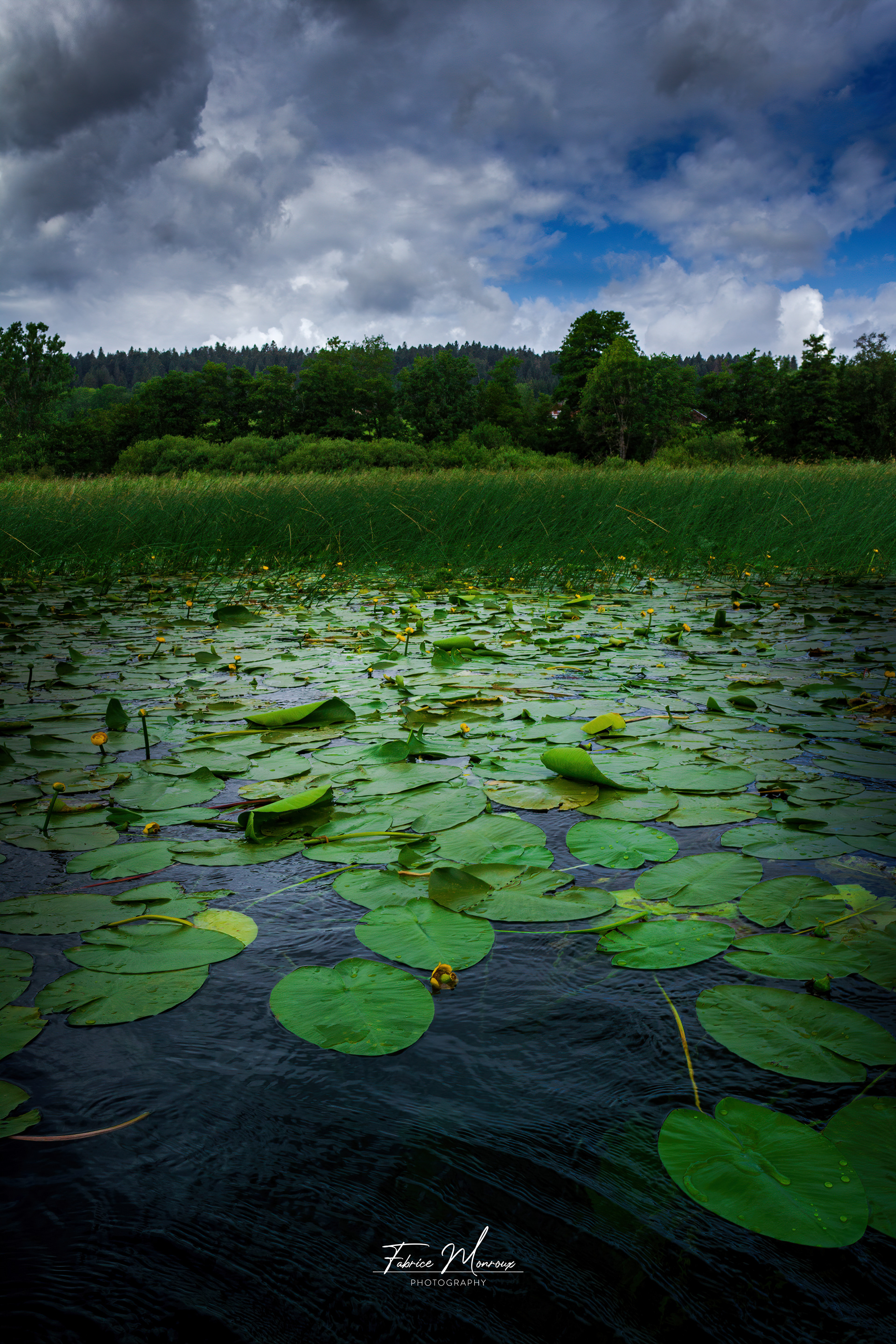 Nénuphars sur le lac de Saint-Point