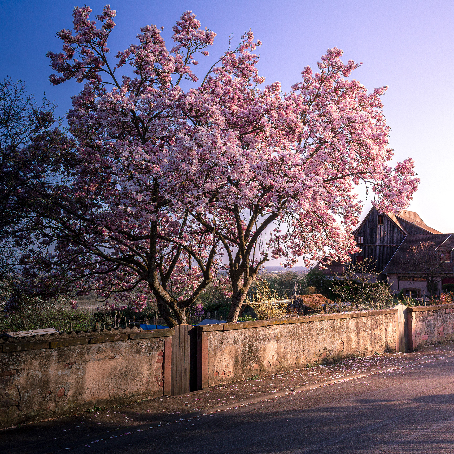 Magnolia en fleurs