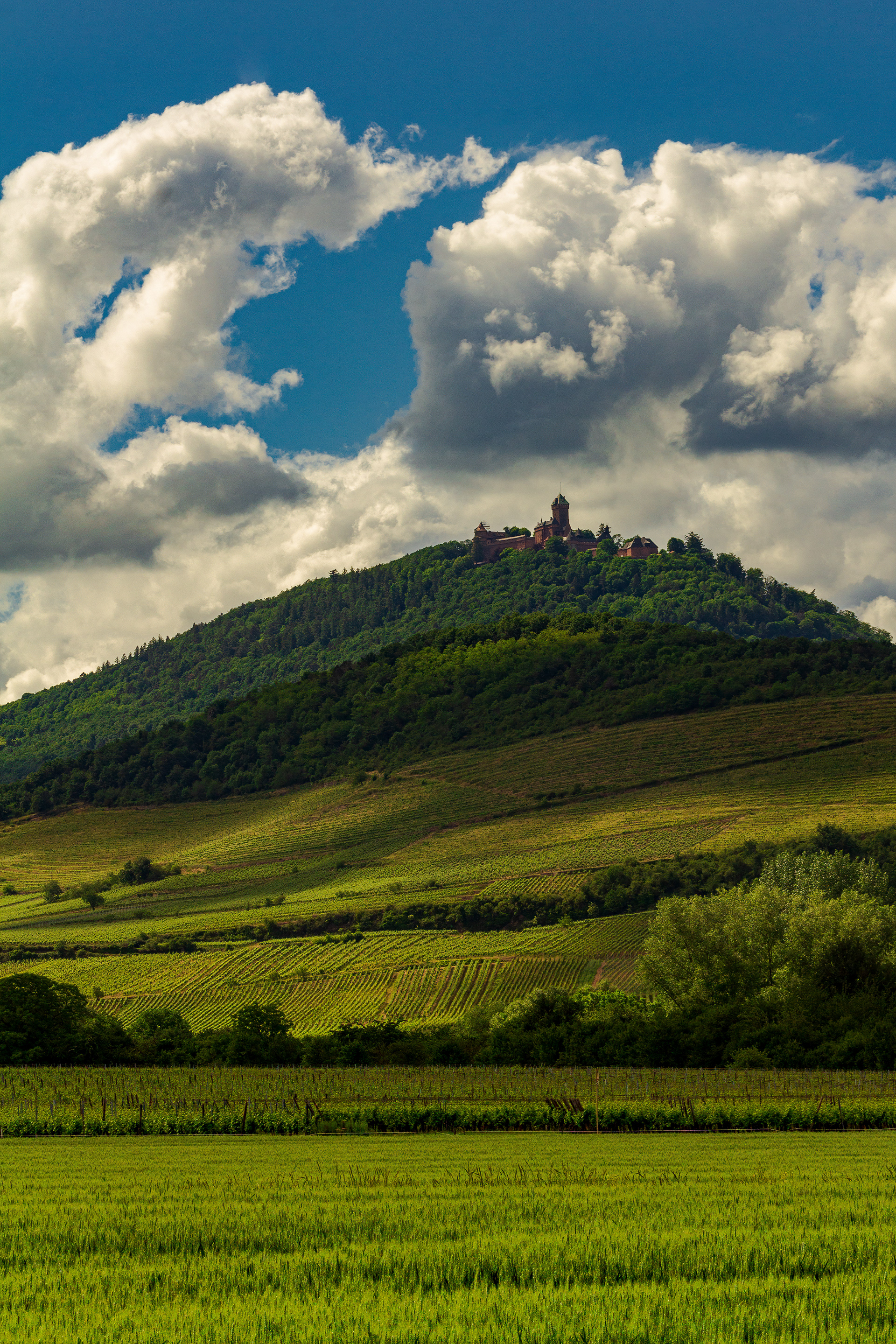 Château du Haut Koenigsbourg - Orschwiller