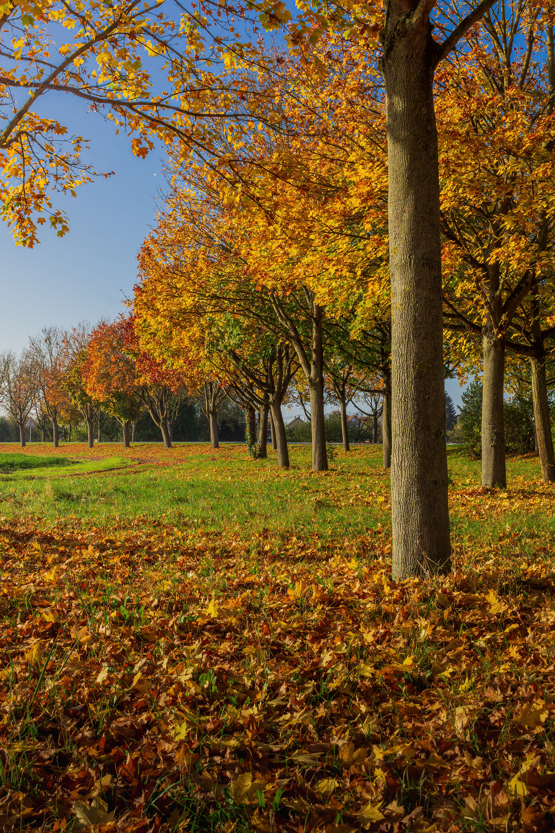 Marckolsheim
