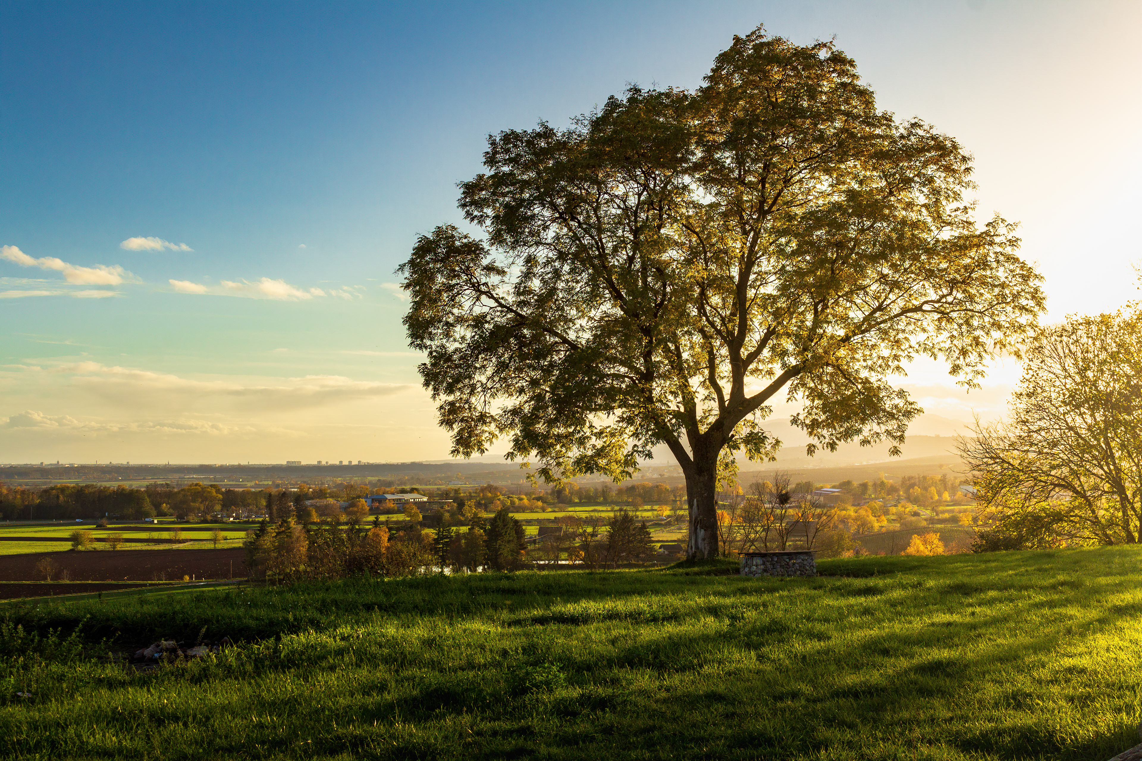 L'arbre sur la colline - Bergheim