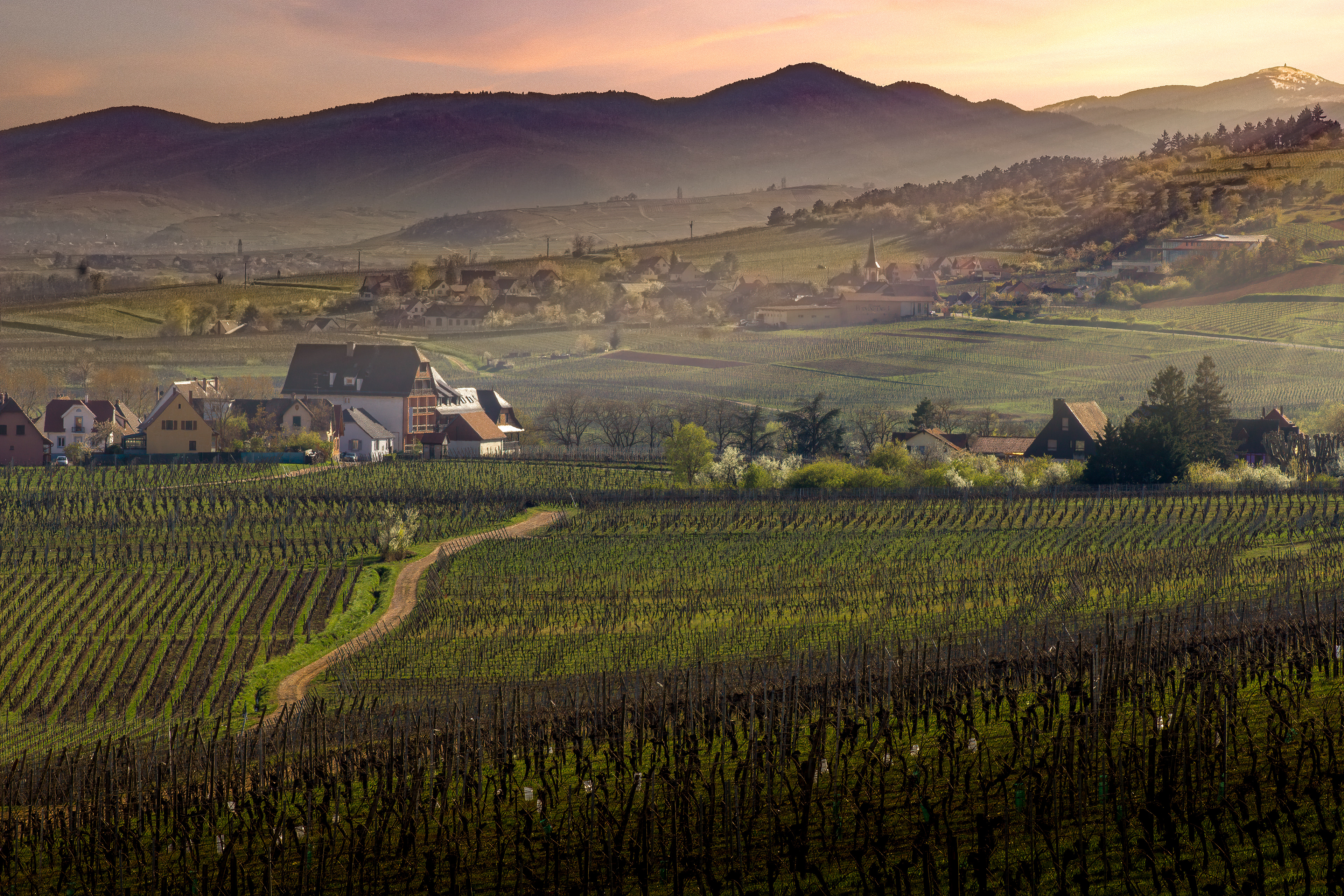 Le printemps revient sur le vignoble alsacien