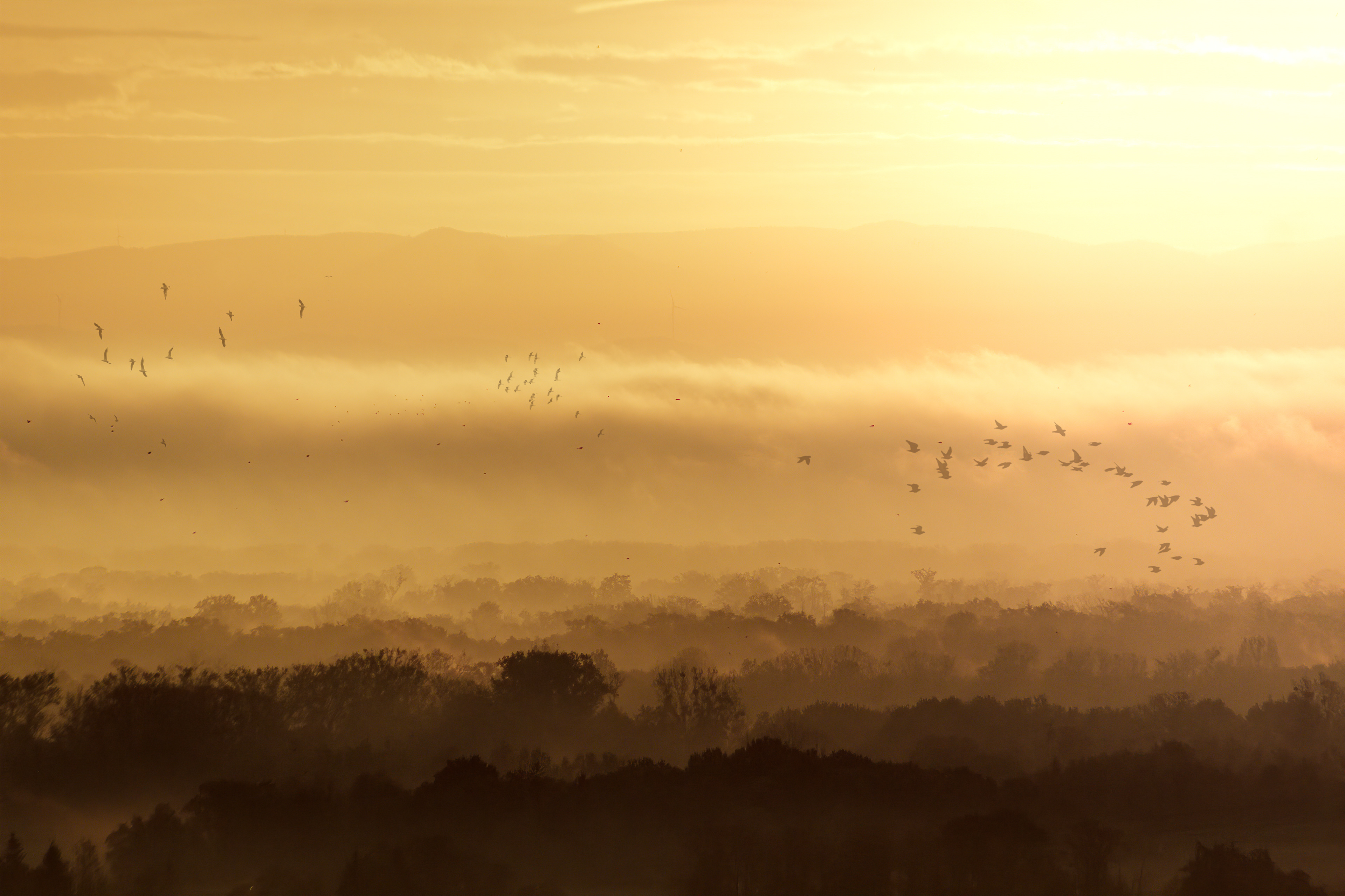 Sunrise brumeux sur la plaine d'Alsace
