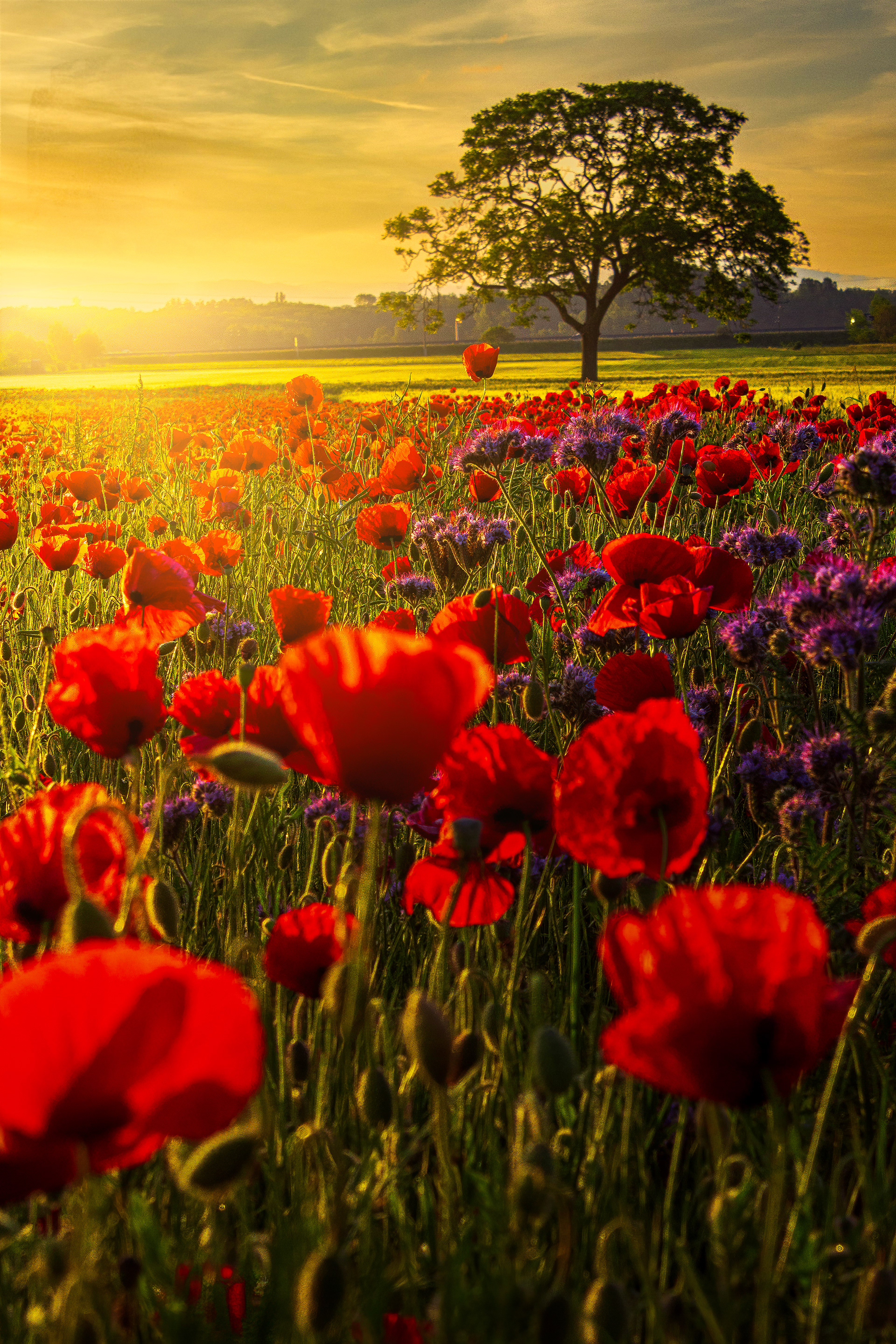 Flower sunrise