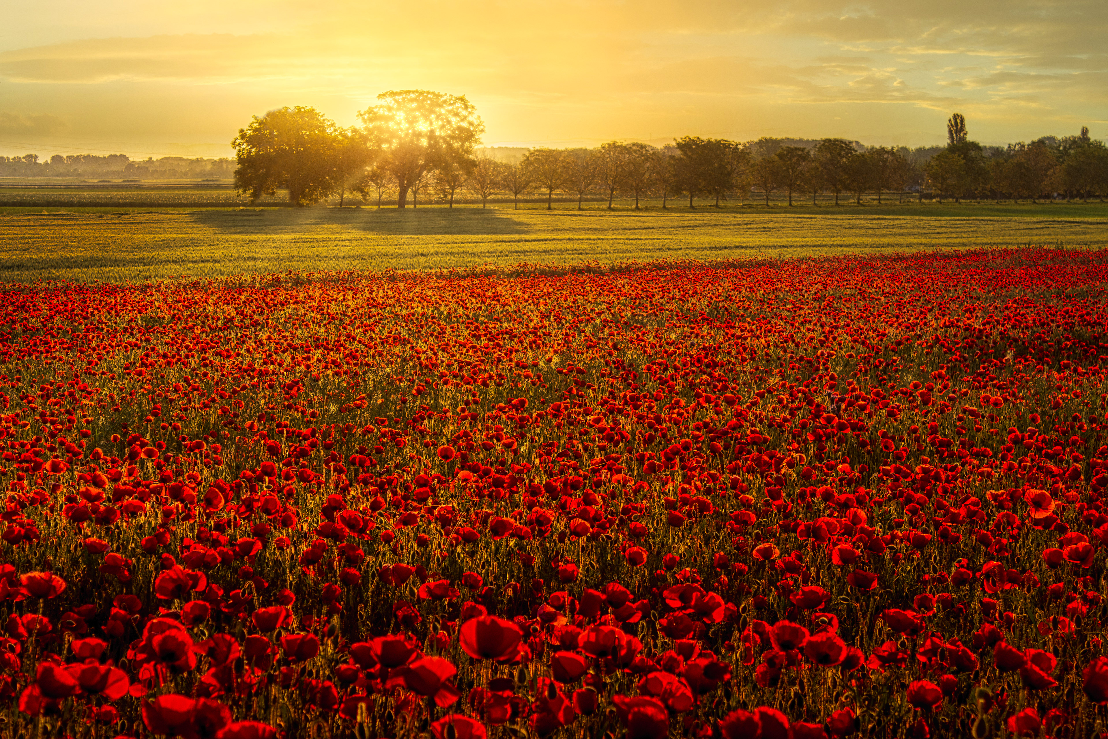 Océan de coquelicots