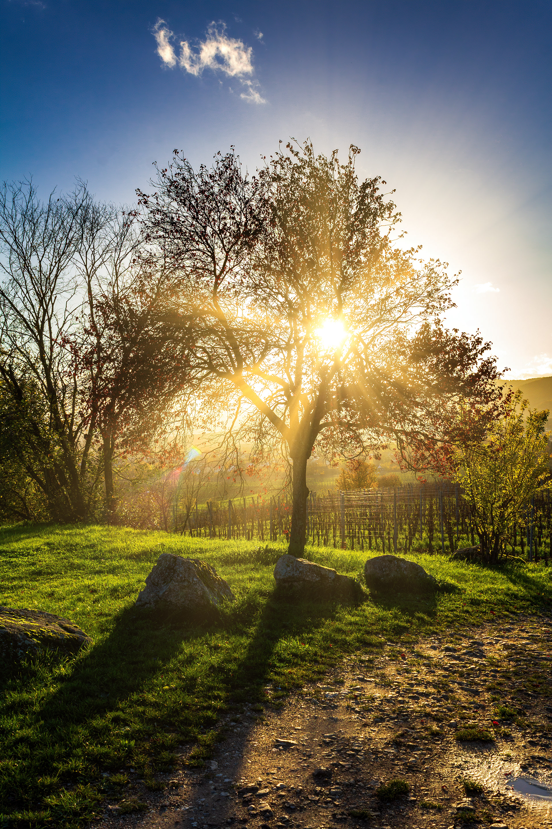 Contre-jour - Bergheim