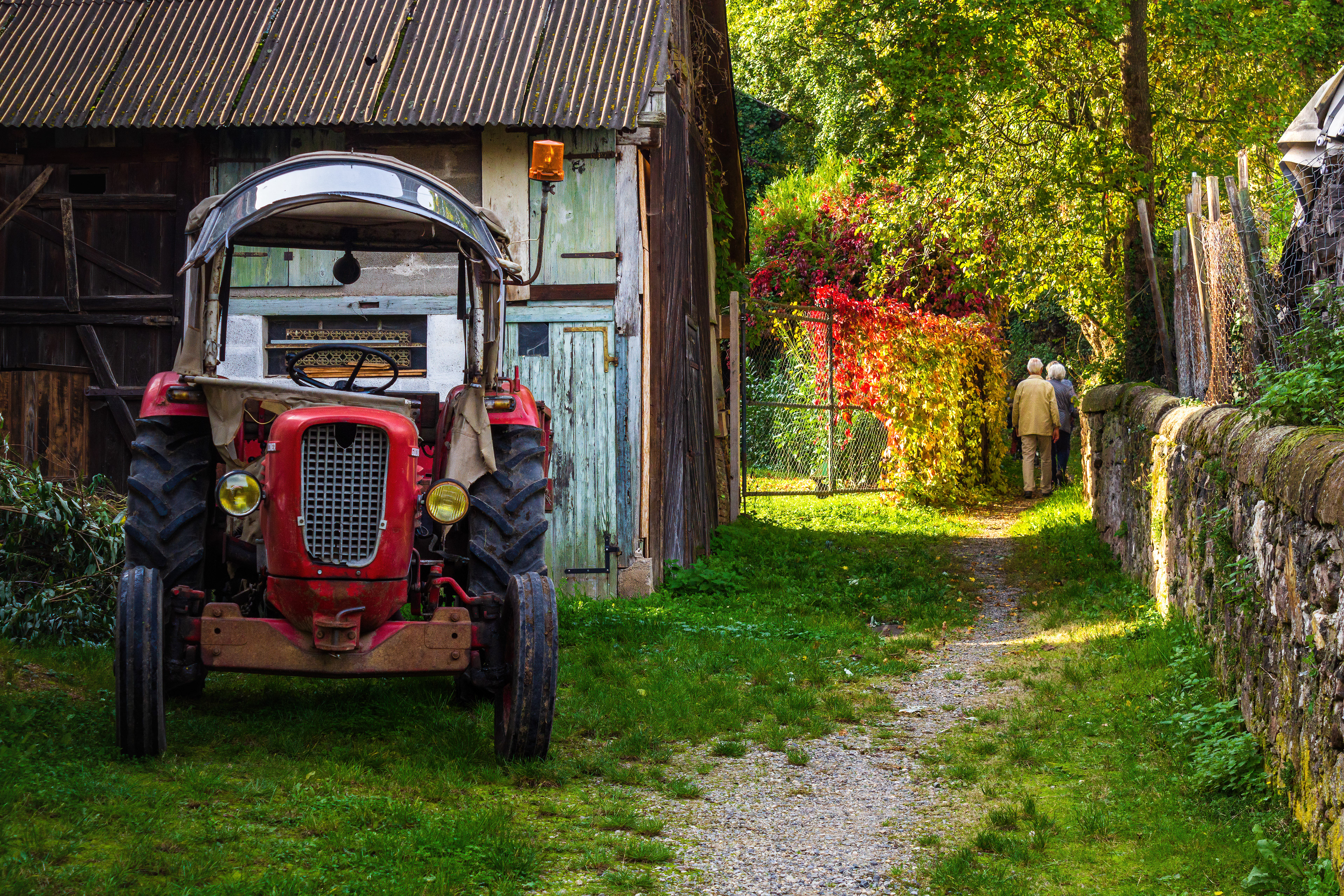Vieux tracteur viticole et chemin bucolique à Orschwiller