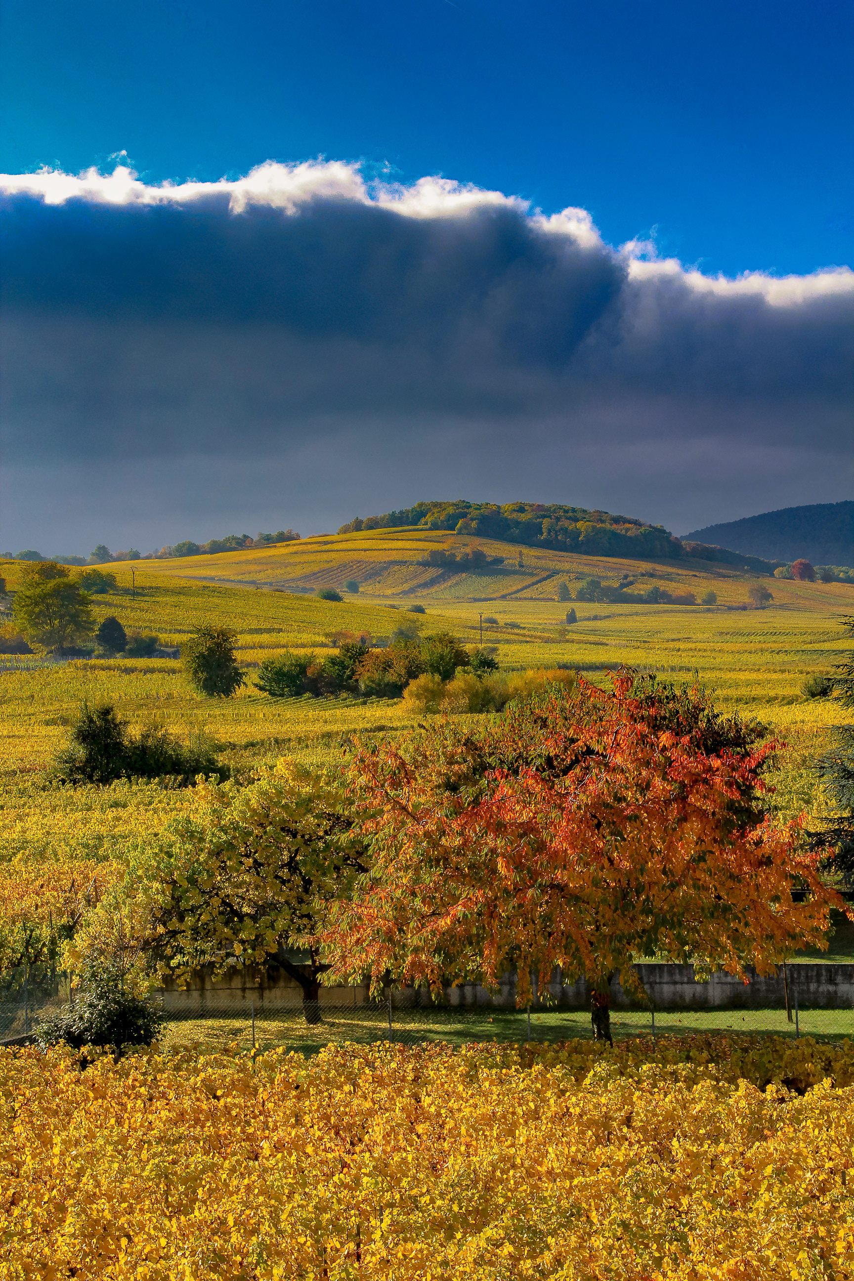 Vignoble "en feu" à Vennwihr