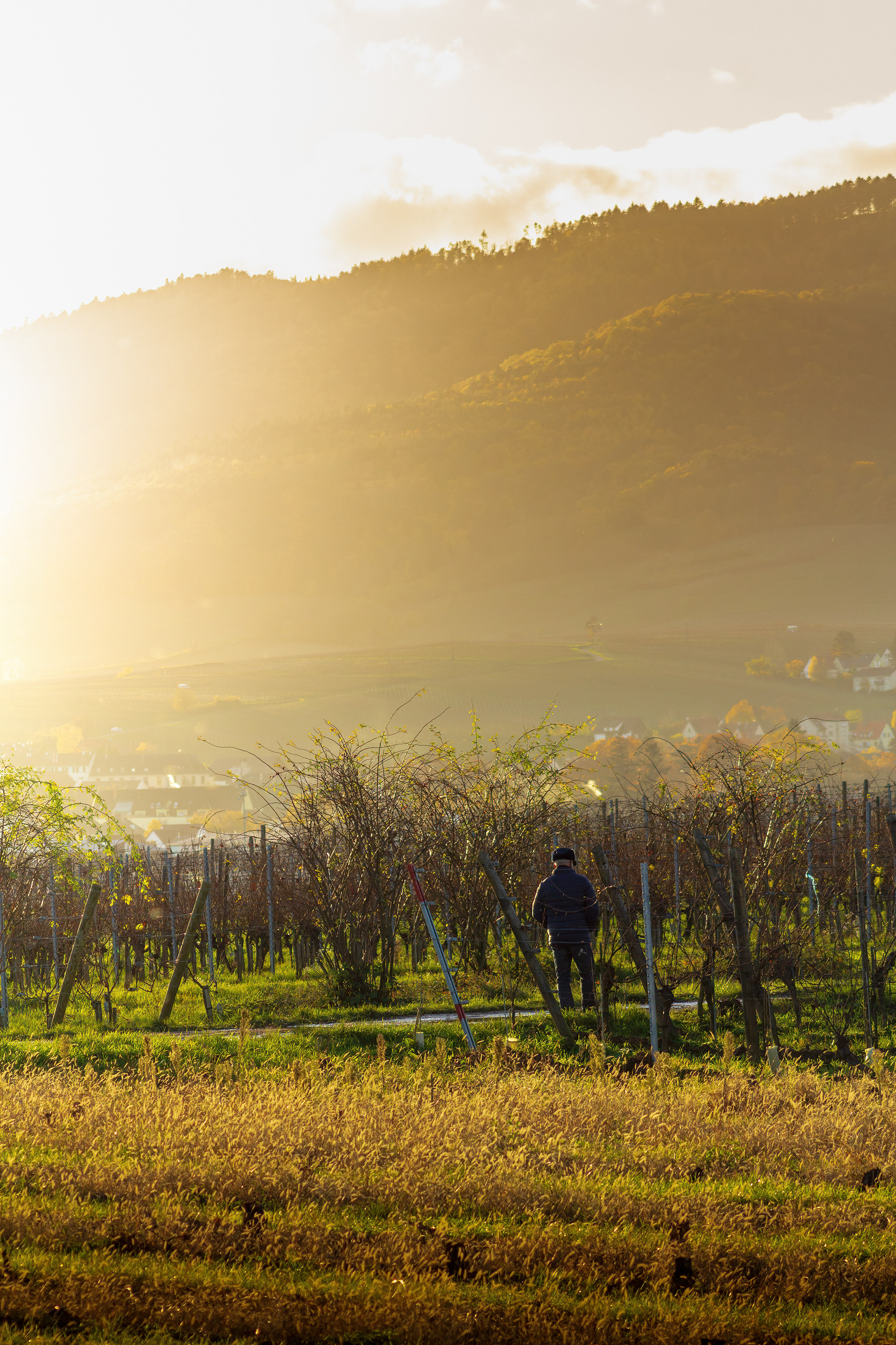 promenade automnale - Bergheim
