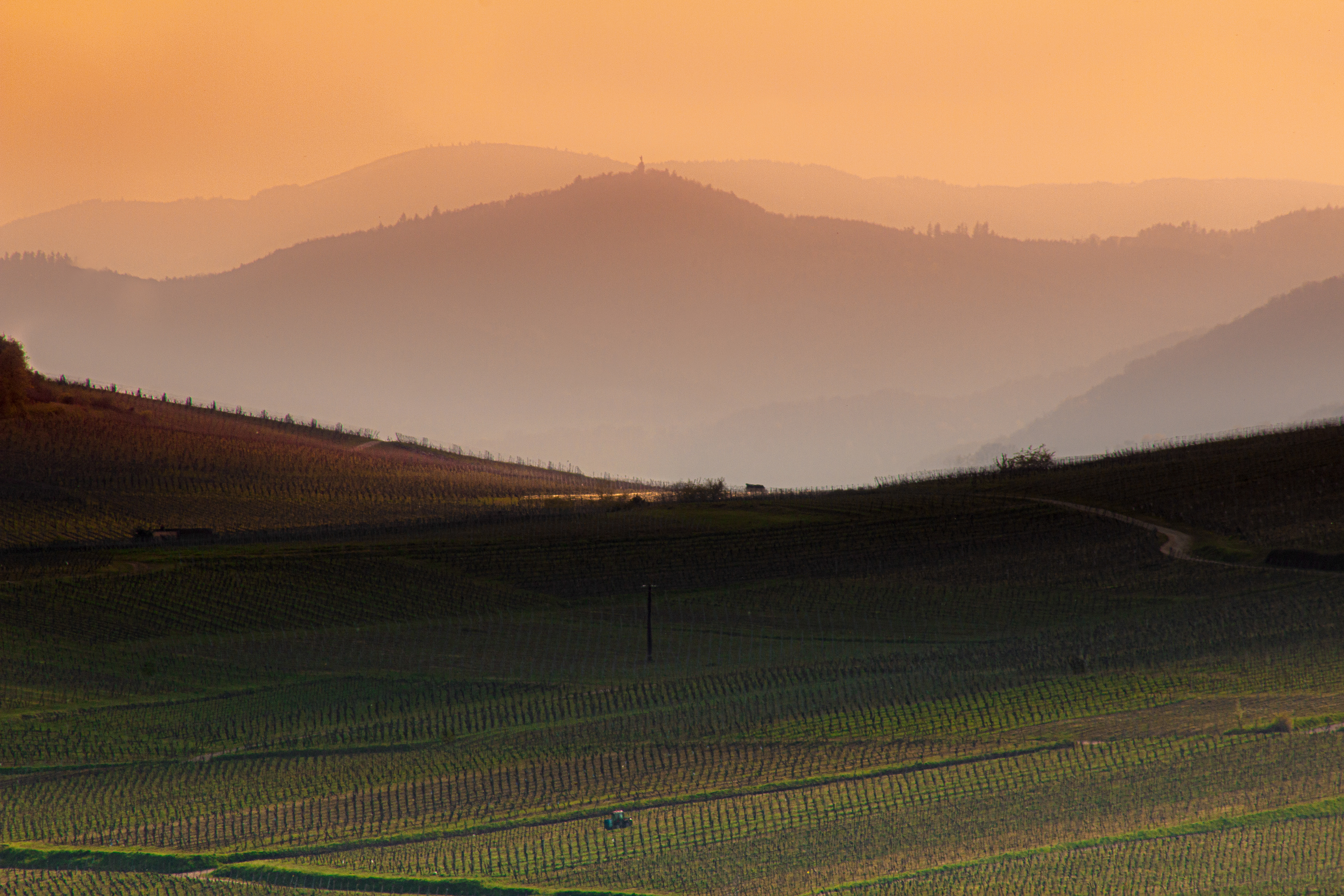 Lumière rasante sur le vignoble