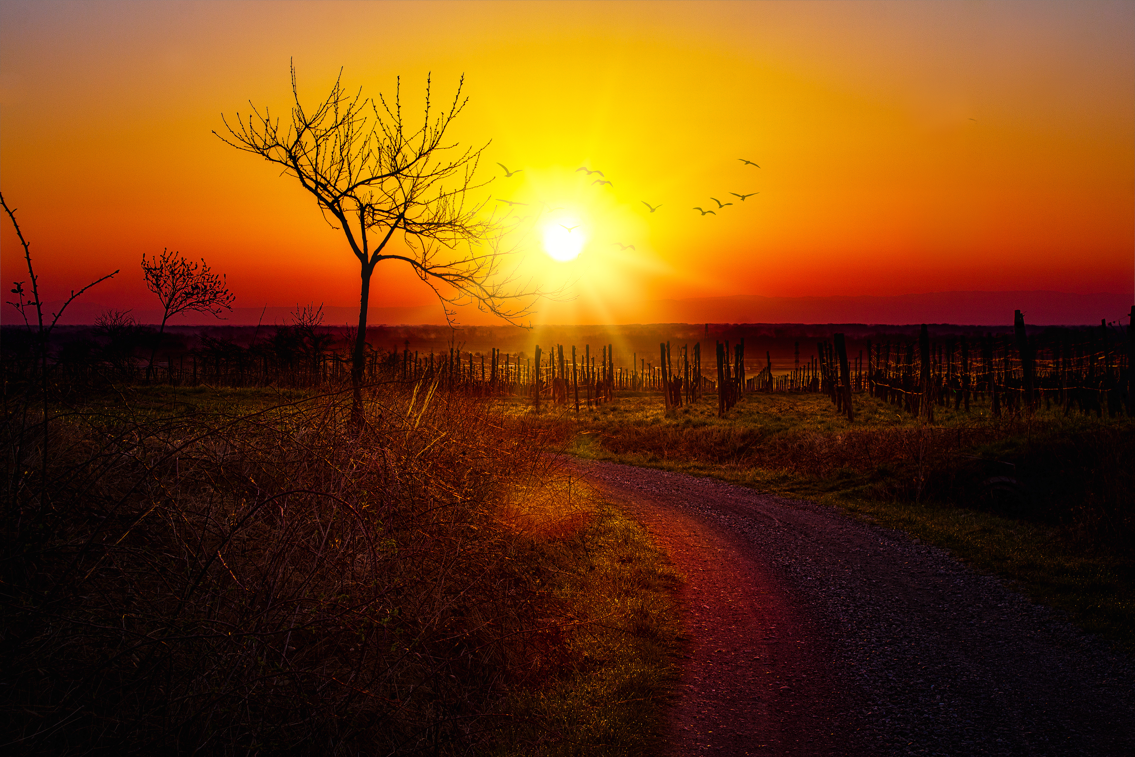 Winter Sunrise