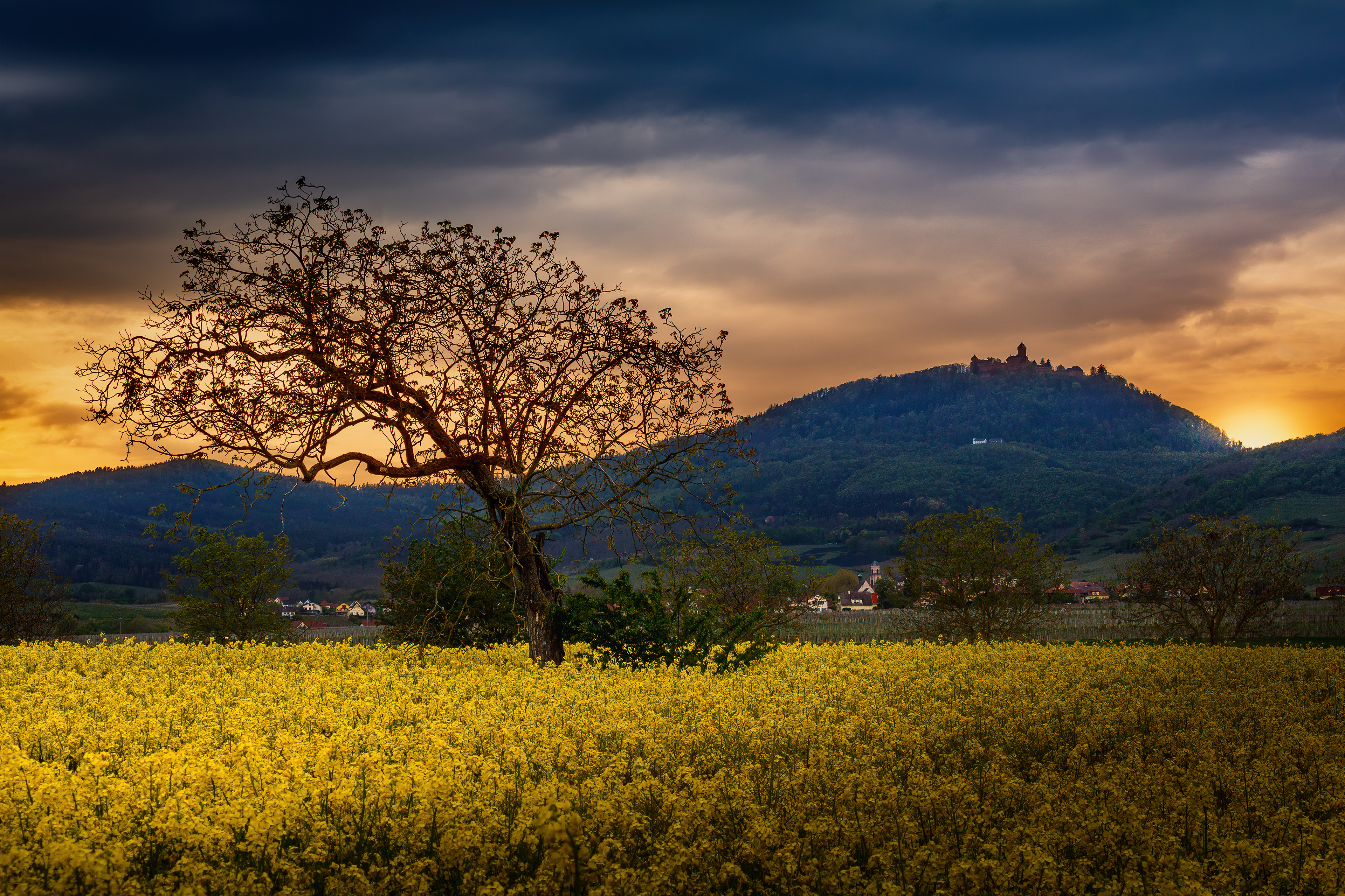 Champs de Colza à Saint-Hippolyte