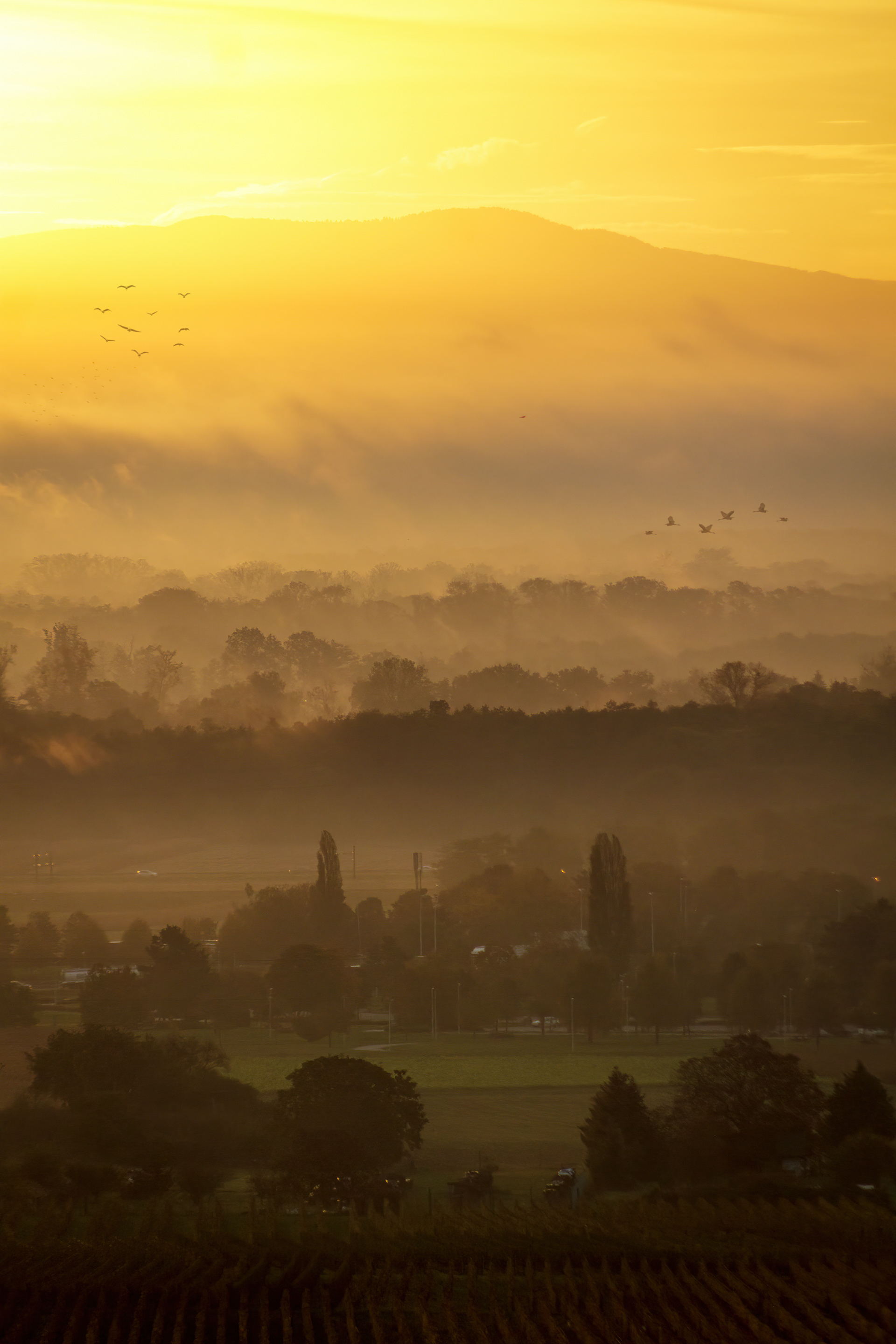 Petit matin brumeux sur la plaine d'Alsace