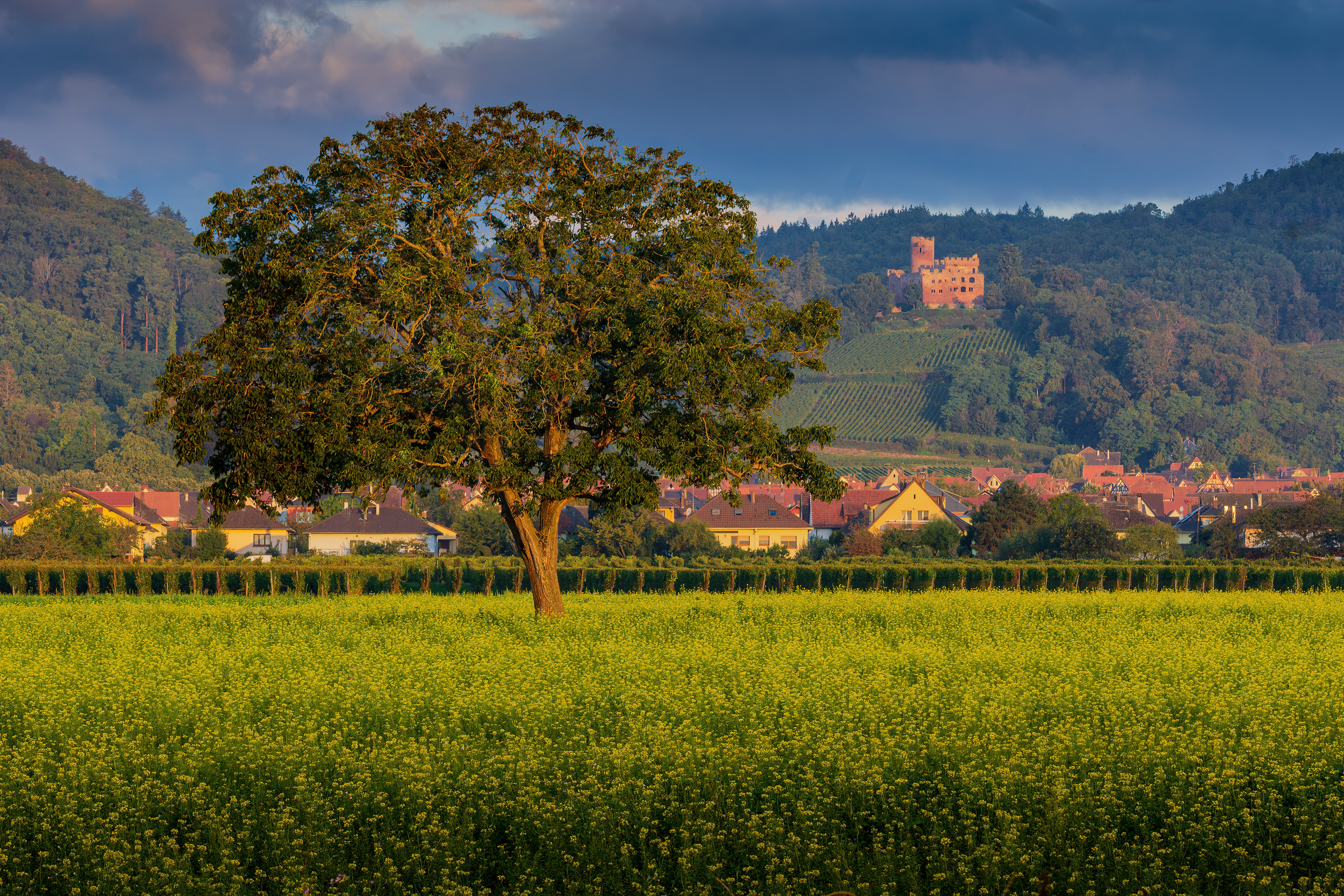 Champs de Colza à Kintzheim