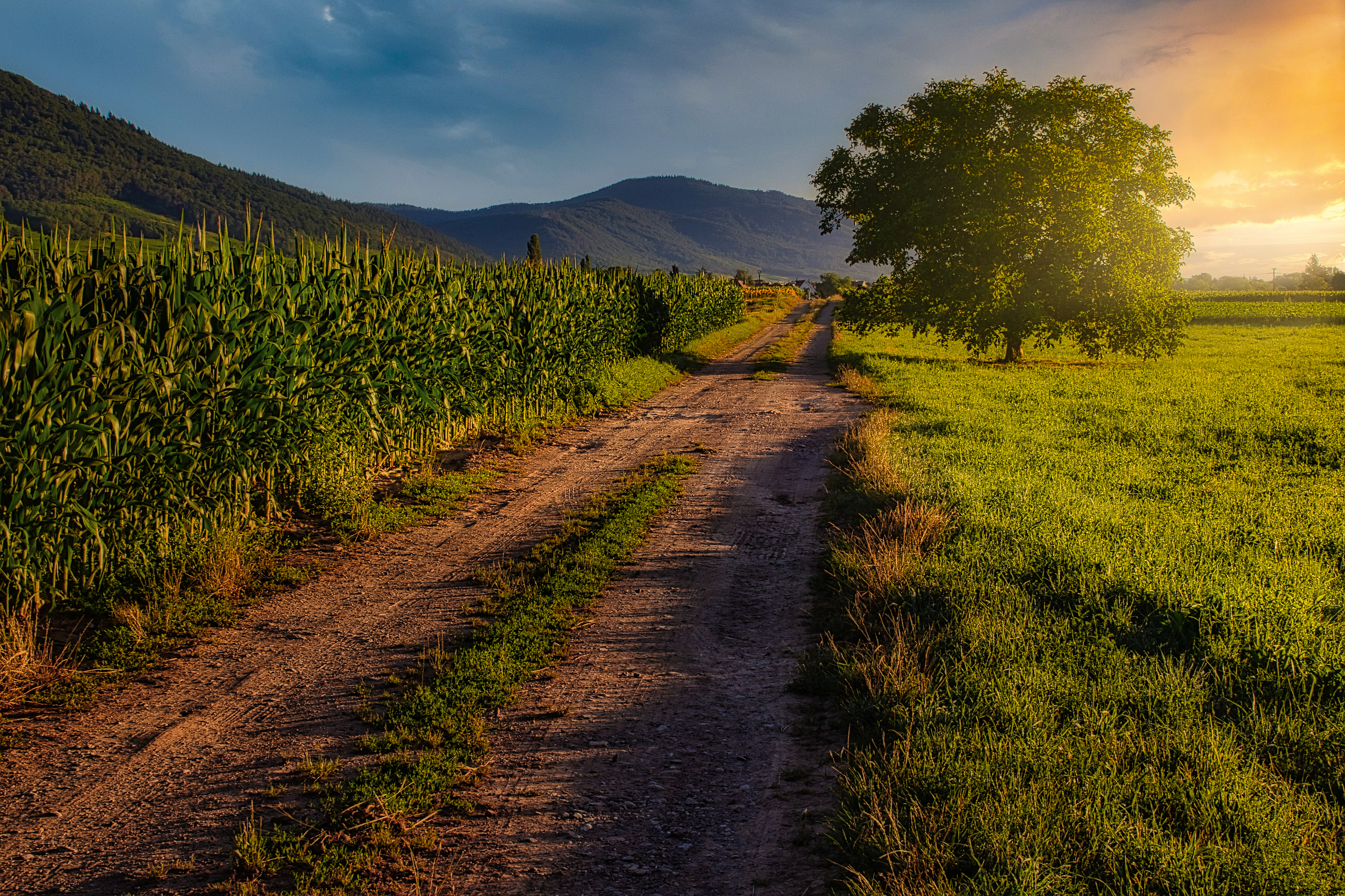 Chemin champêtre