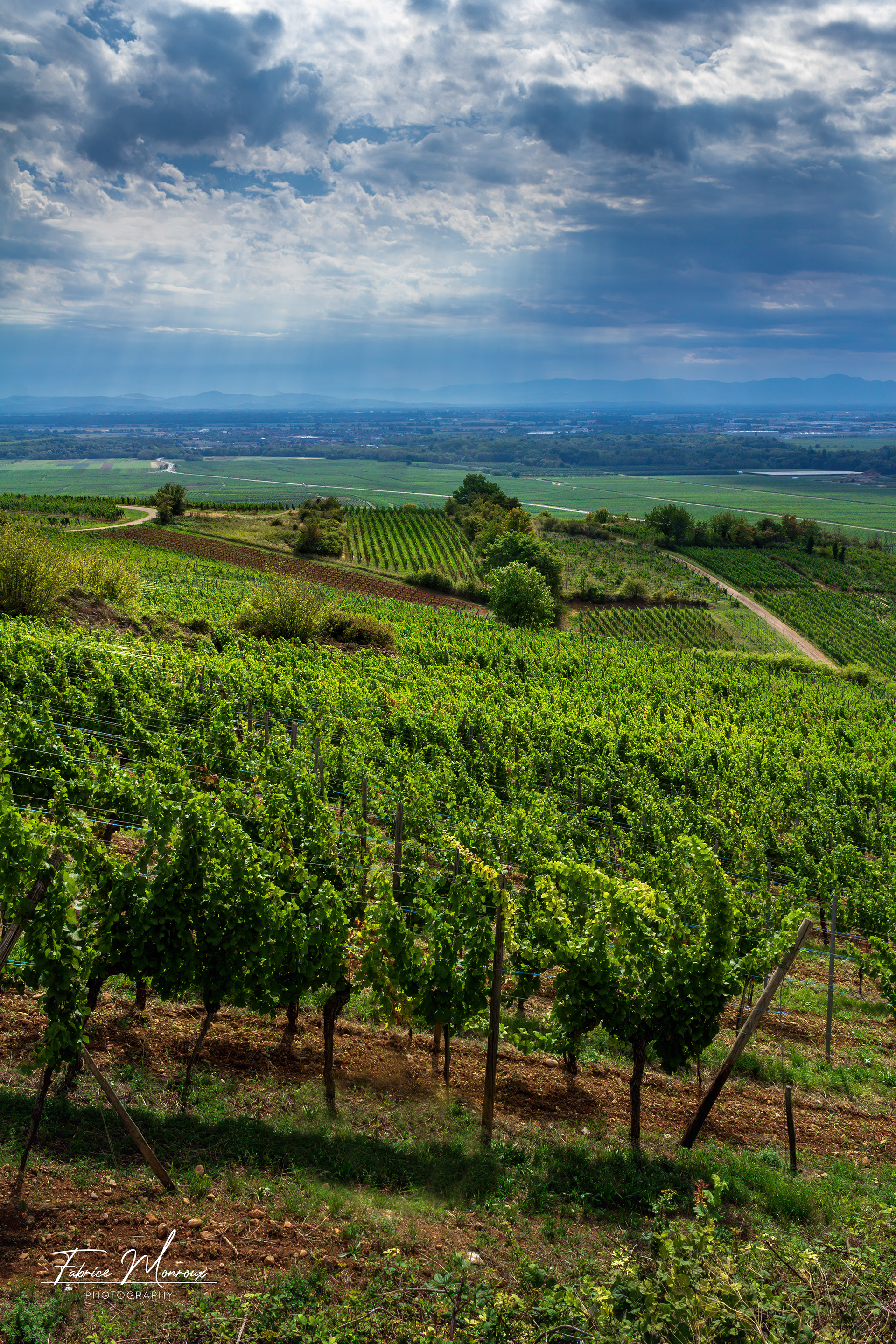 Vignoble de Sigolsheim