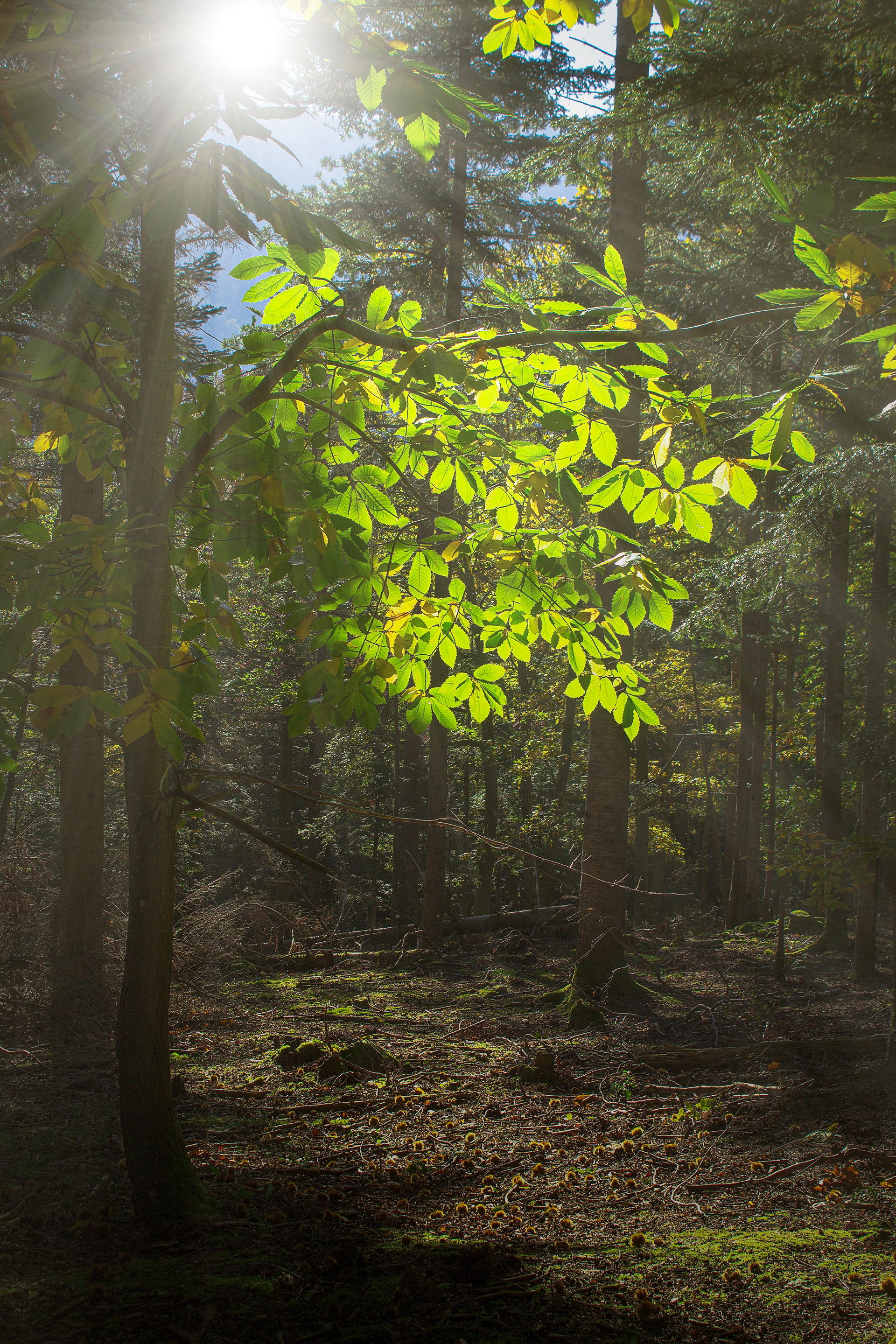 Forêt de Thannenkirch