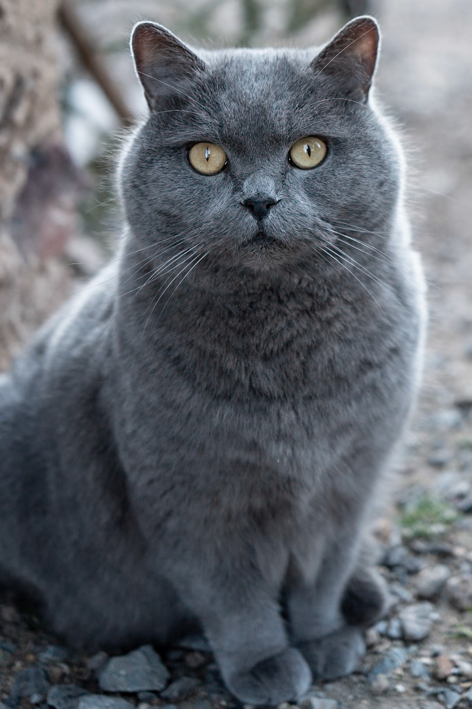 British shorthair
