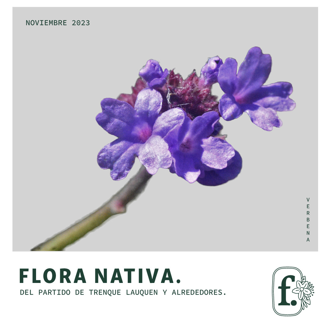 “𝐎𝐞𝐬𝐭𝐞 𝐍𝐚𝐭𝐢𝐯𝐨 𝐁𝐀”  Guía de campo de la Flora Nativa para visitantes.