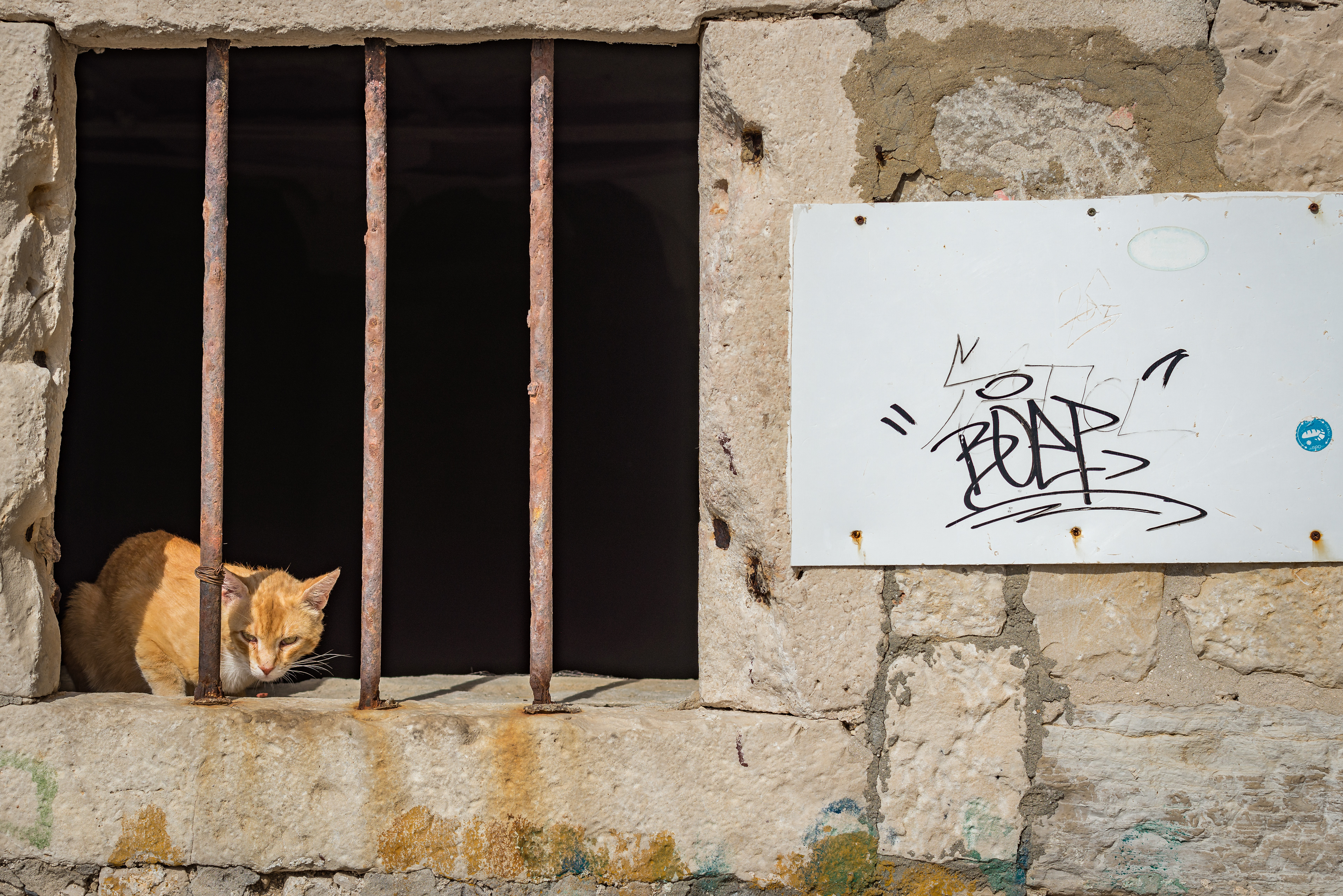 Katze
