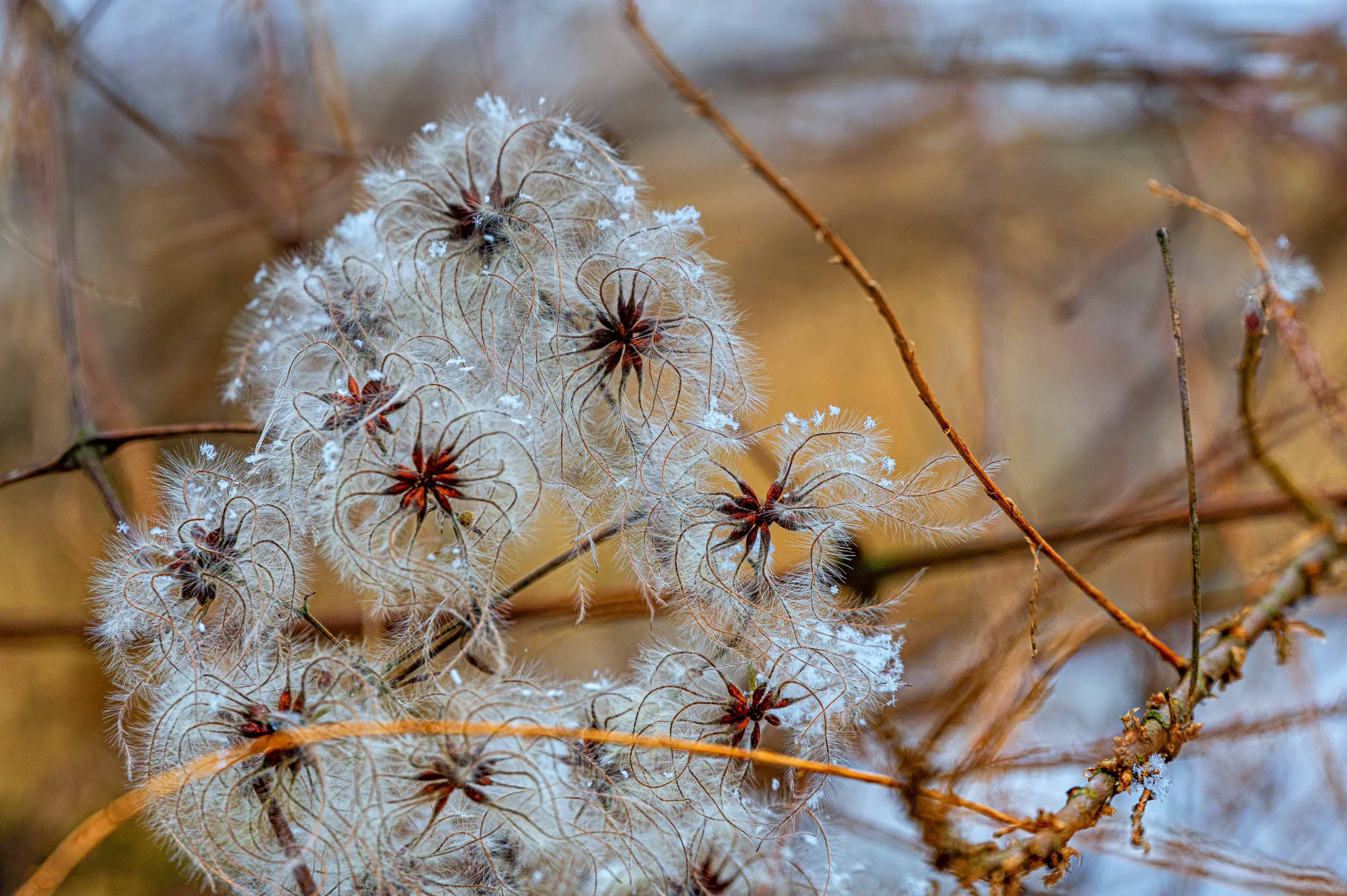 Winterblumen