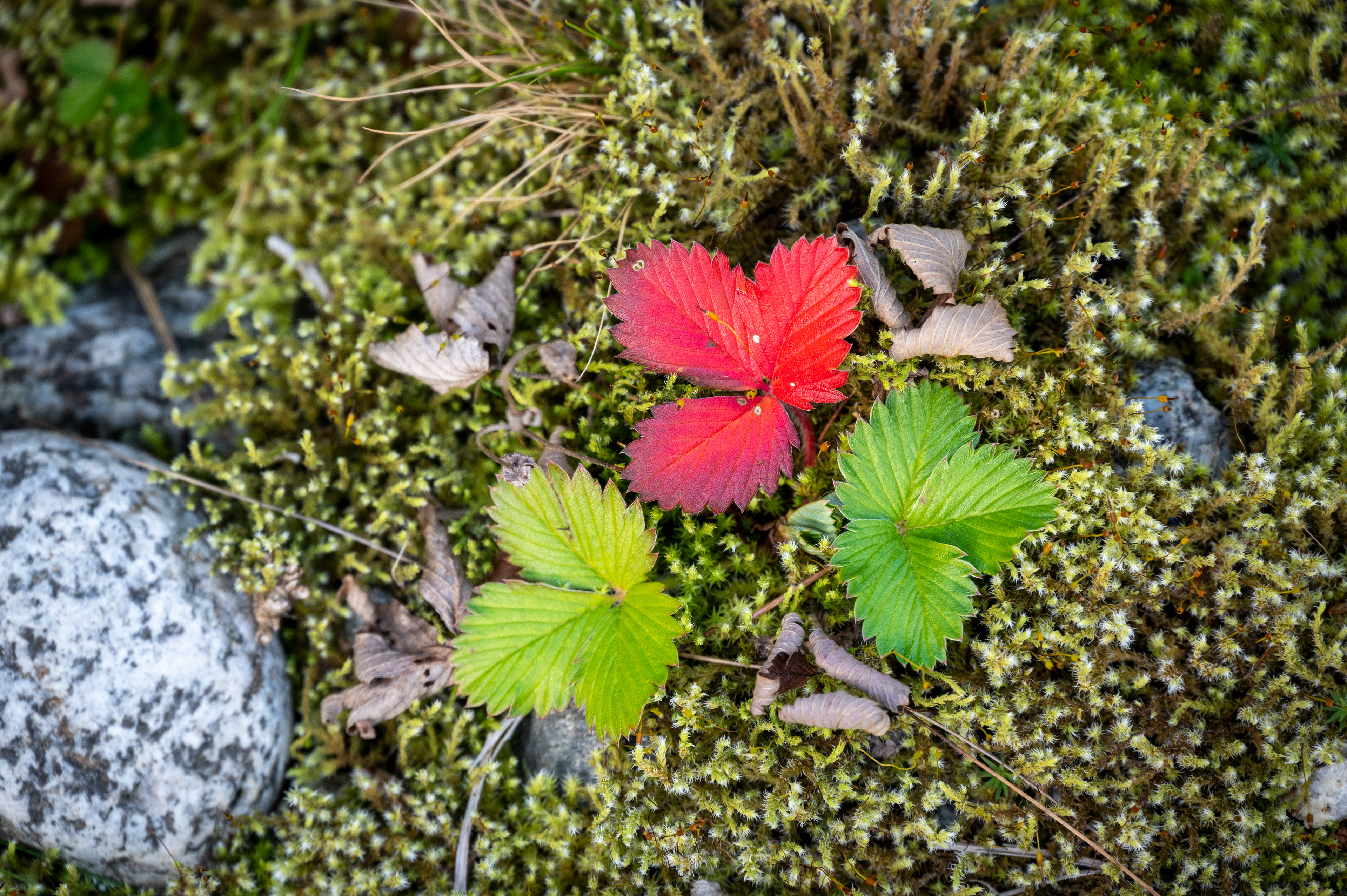 Rot und Grün