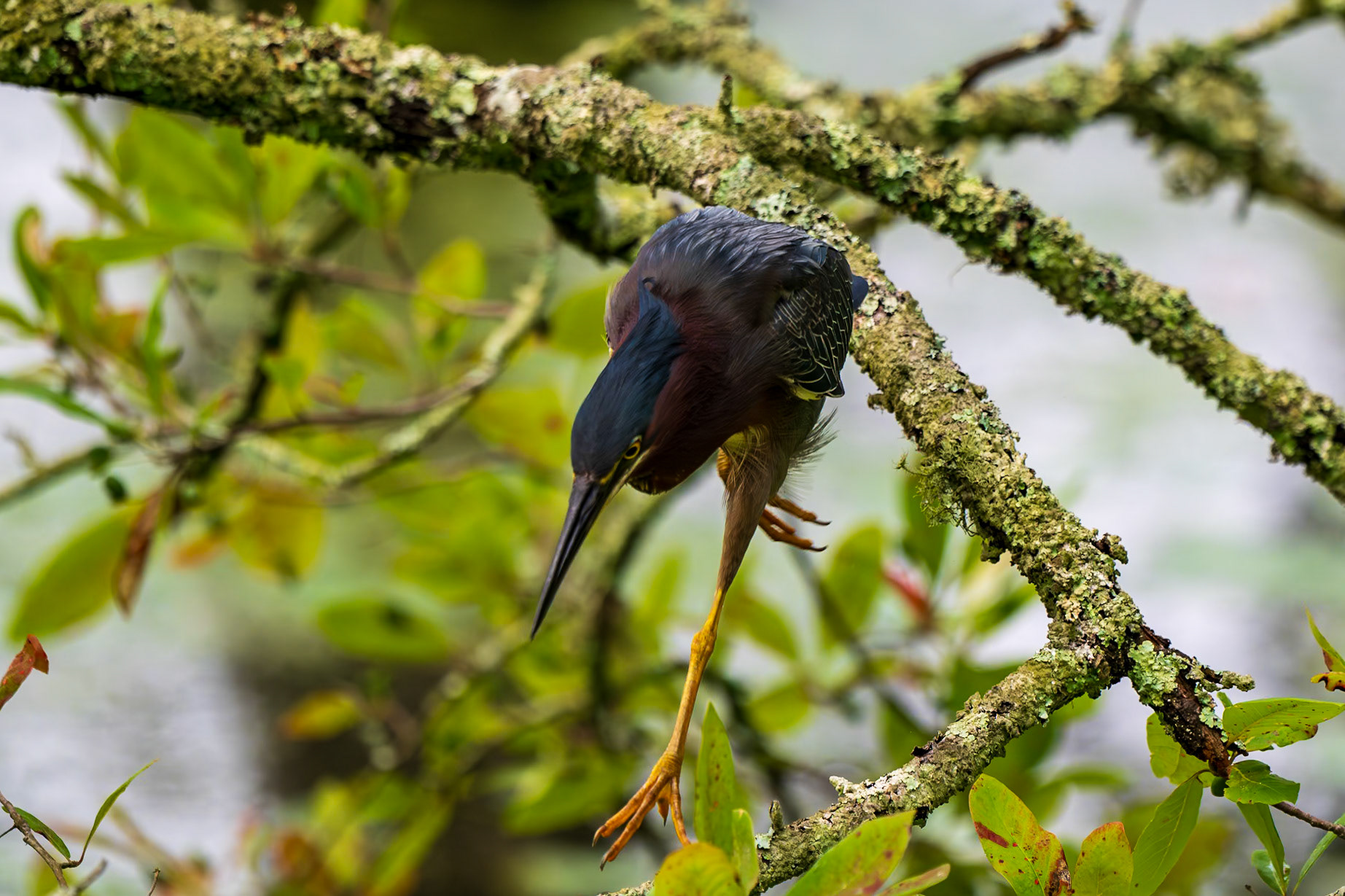 Green Heron leaping