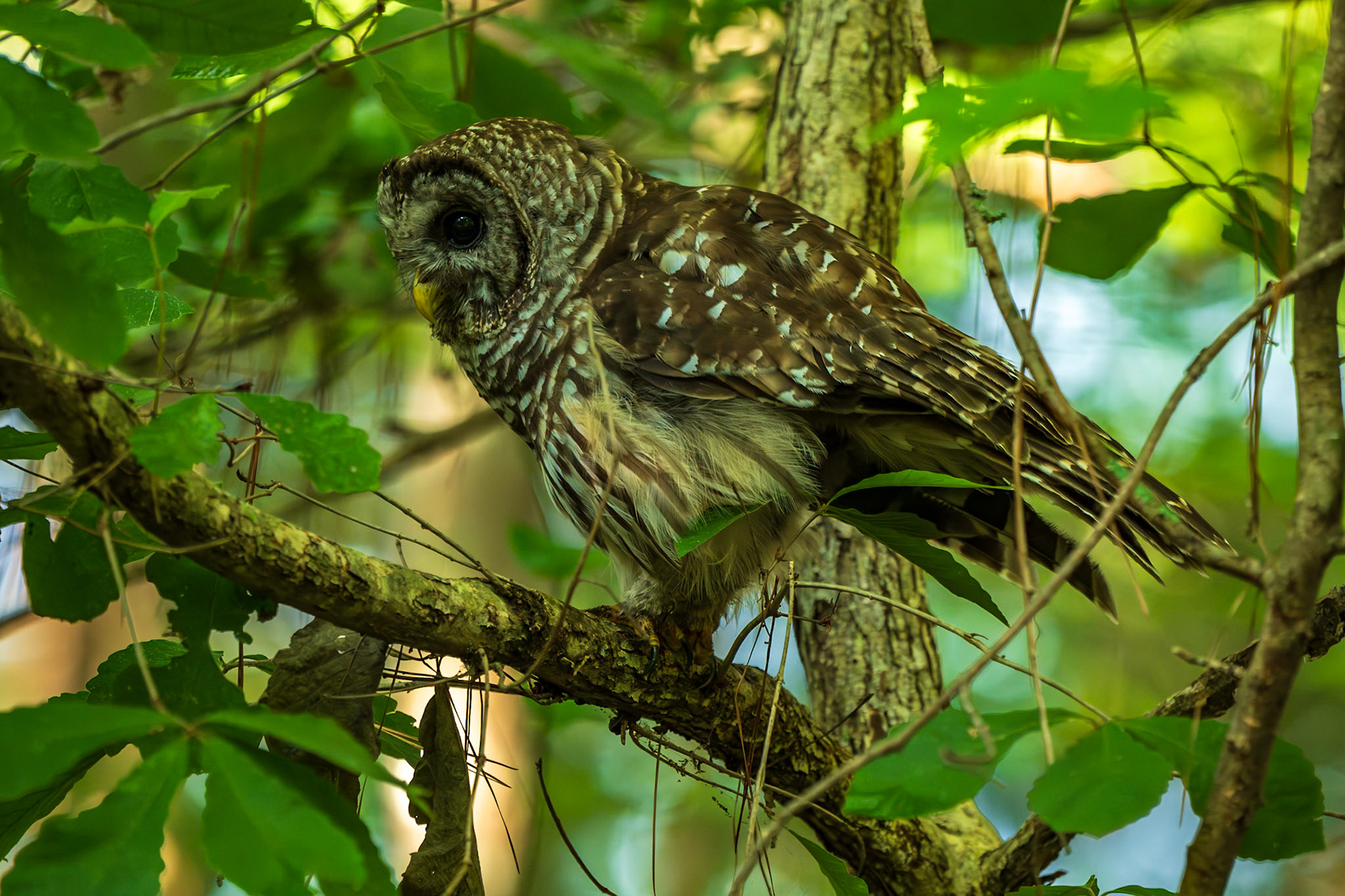 Barred Owl