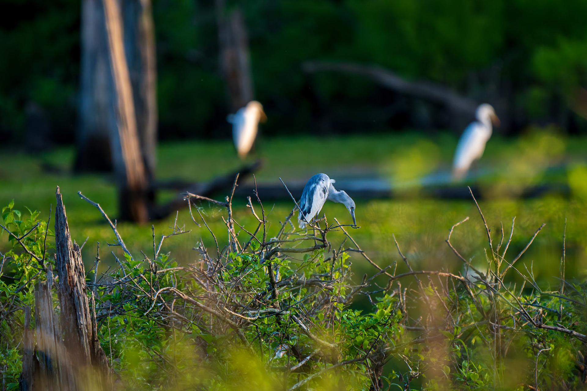 Little Blue Heron