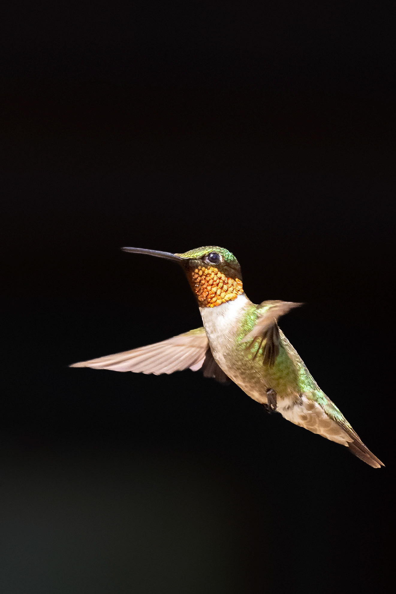 A ruby-throated hummingbird at Conservation park