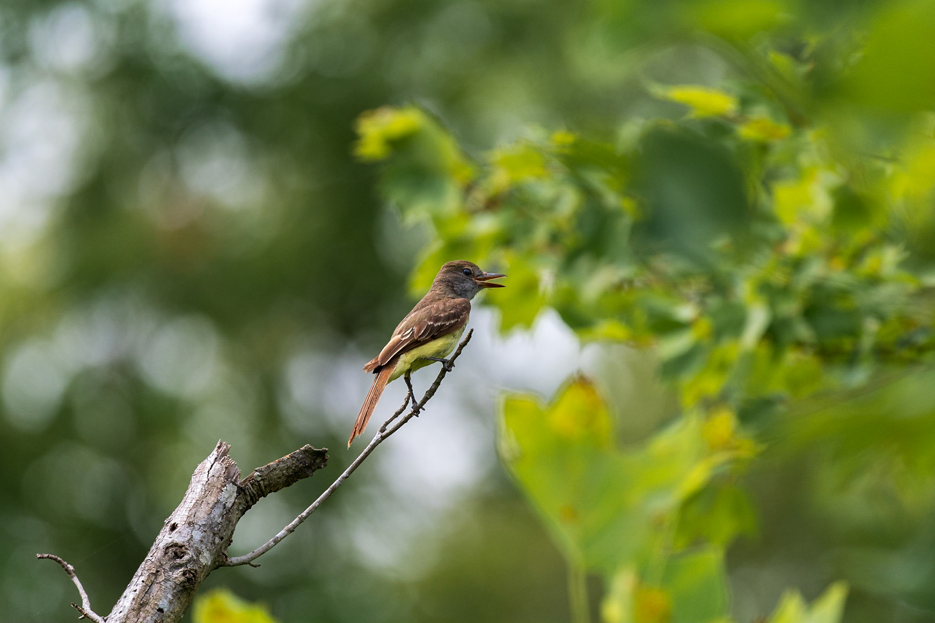 Great-Crested Flycatcher
