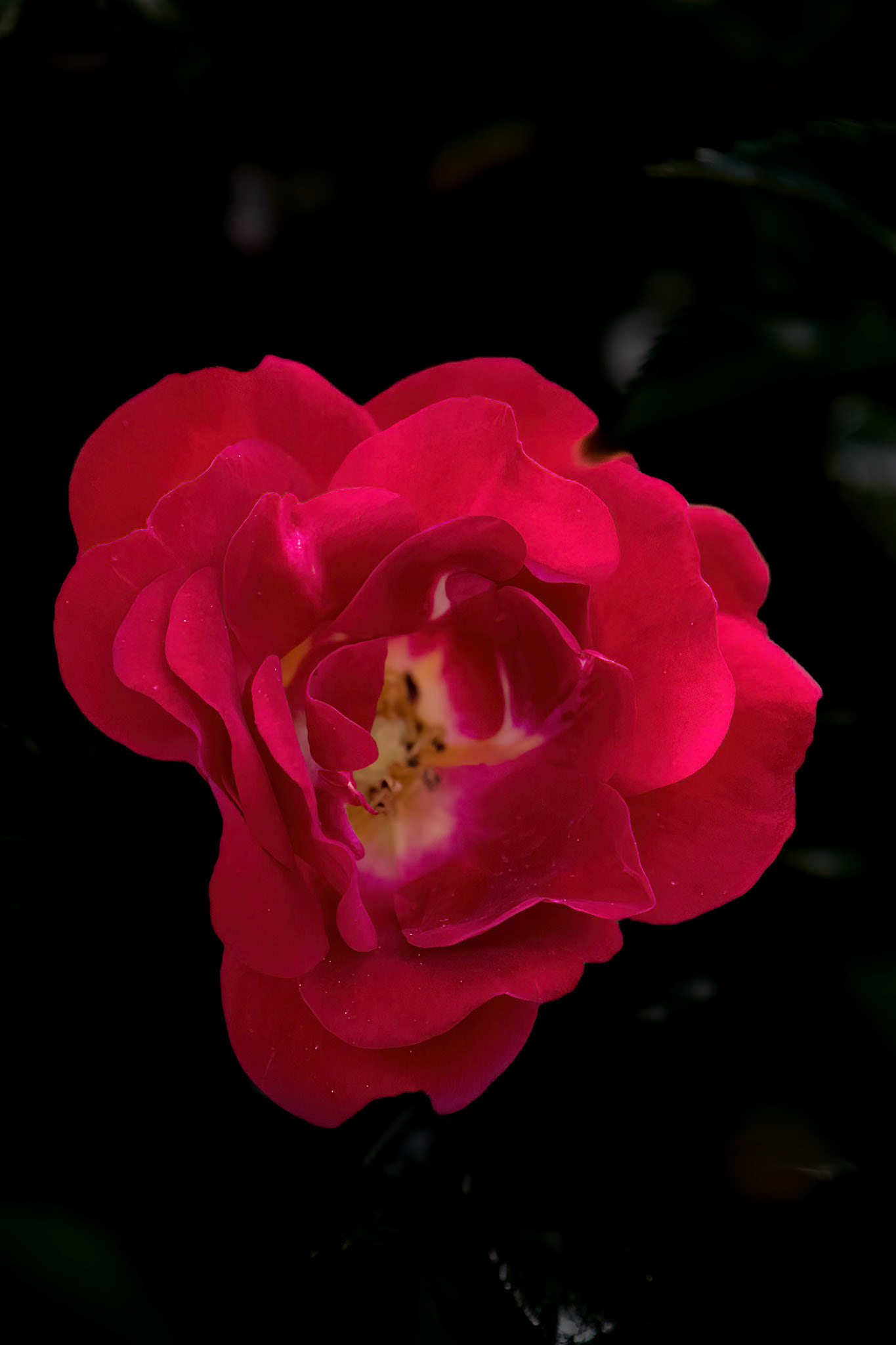 A rose at Rivermill