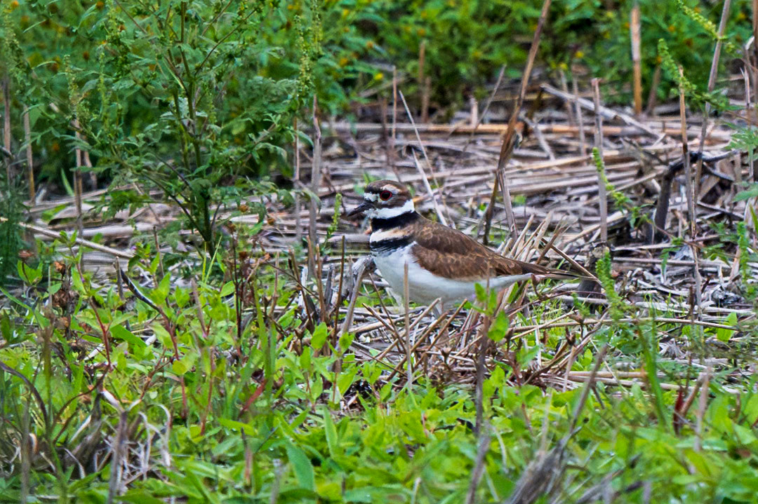 KIlldeer