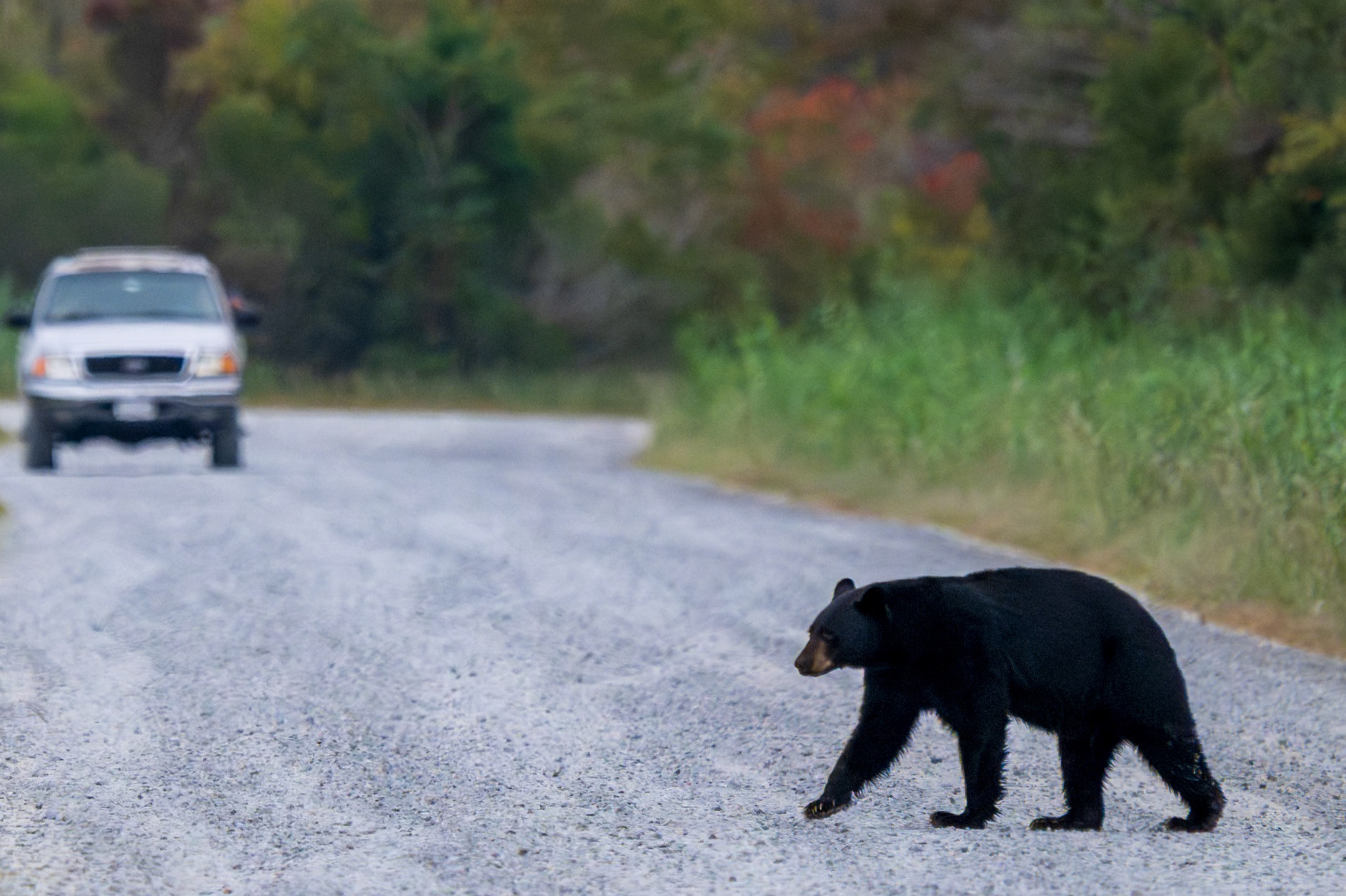 Black Bear walking across the road