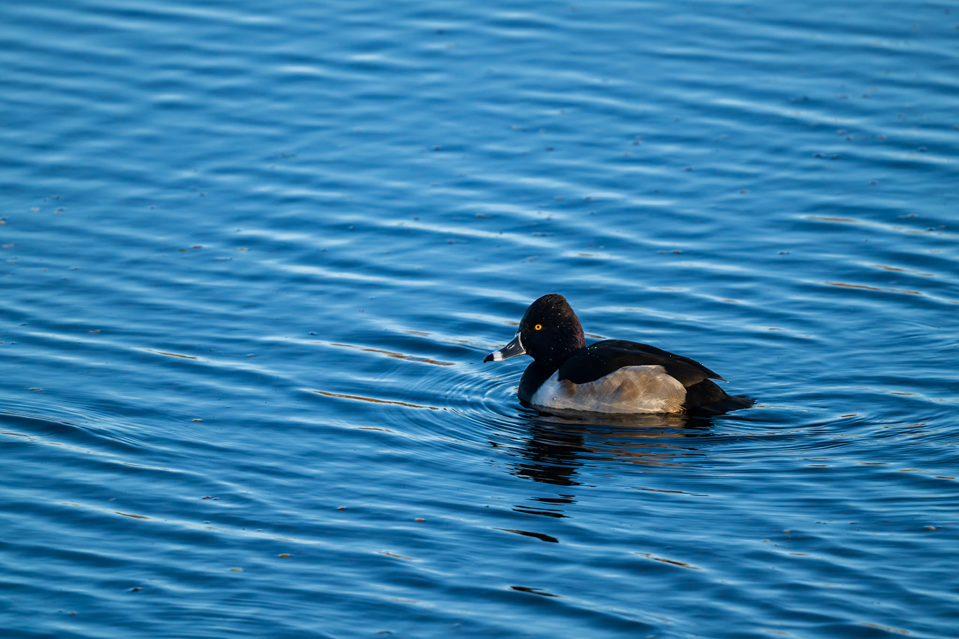 Ring-Necked Duck