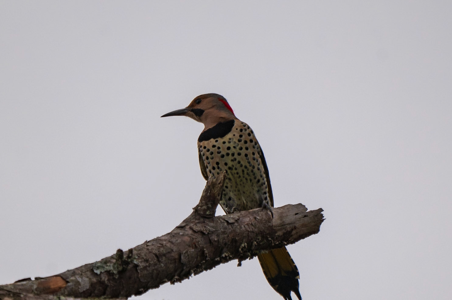 Northern Flicker
