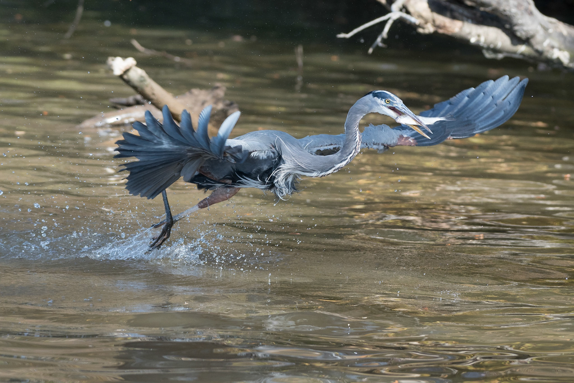 There are other birds on the eagle tour, too.