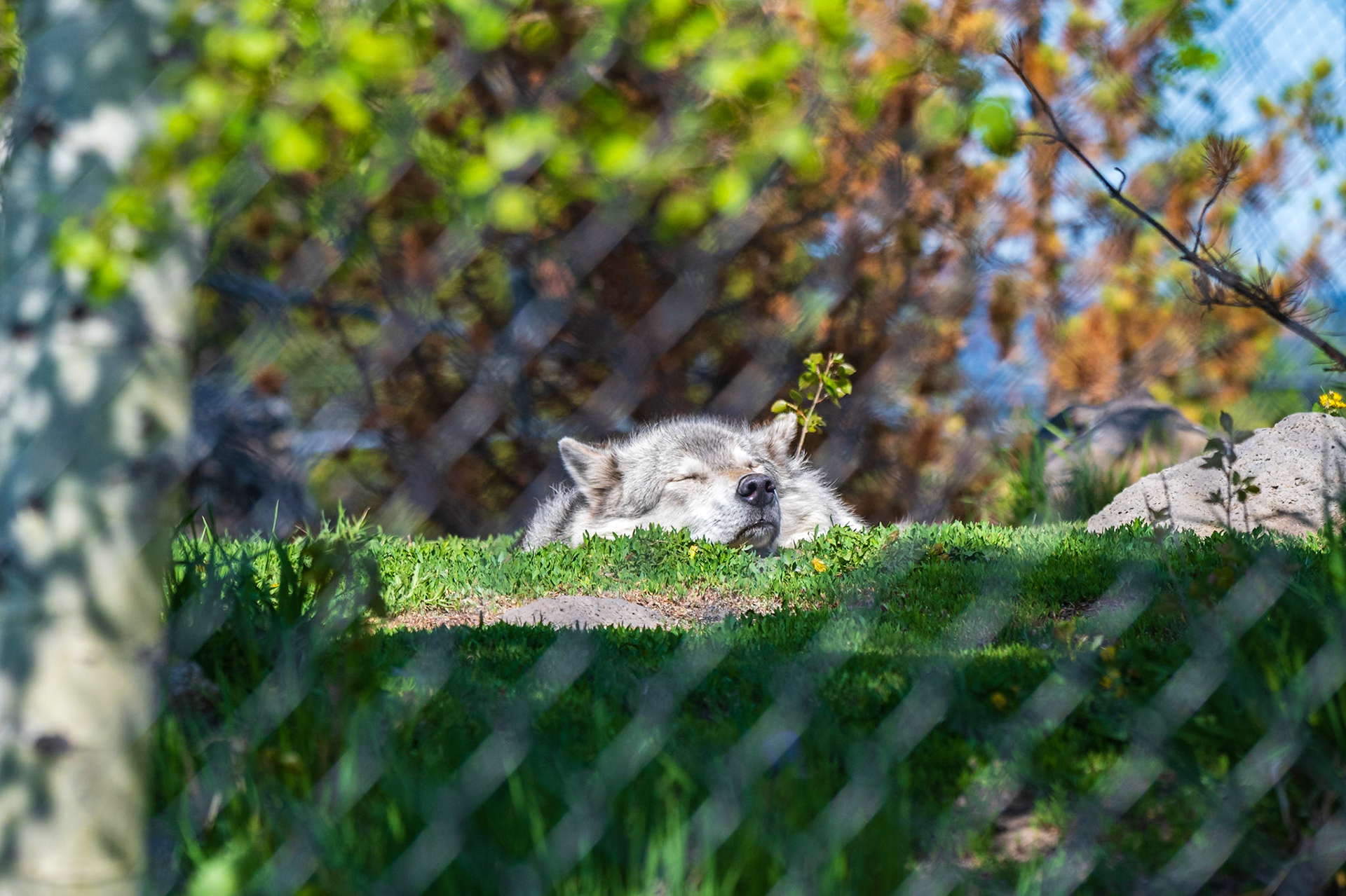 None it's naptime.