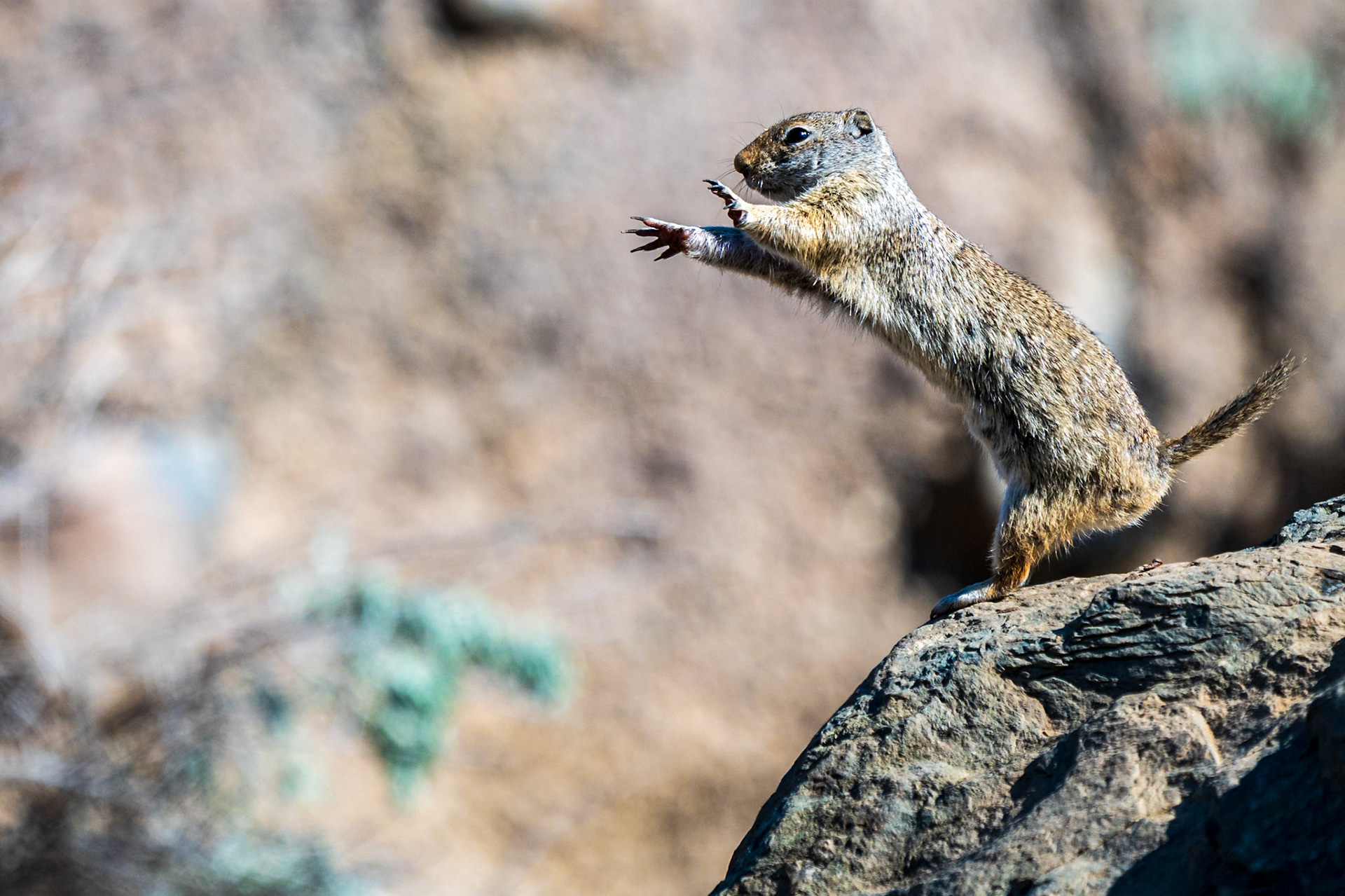 Unita Ground Squirrel