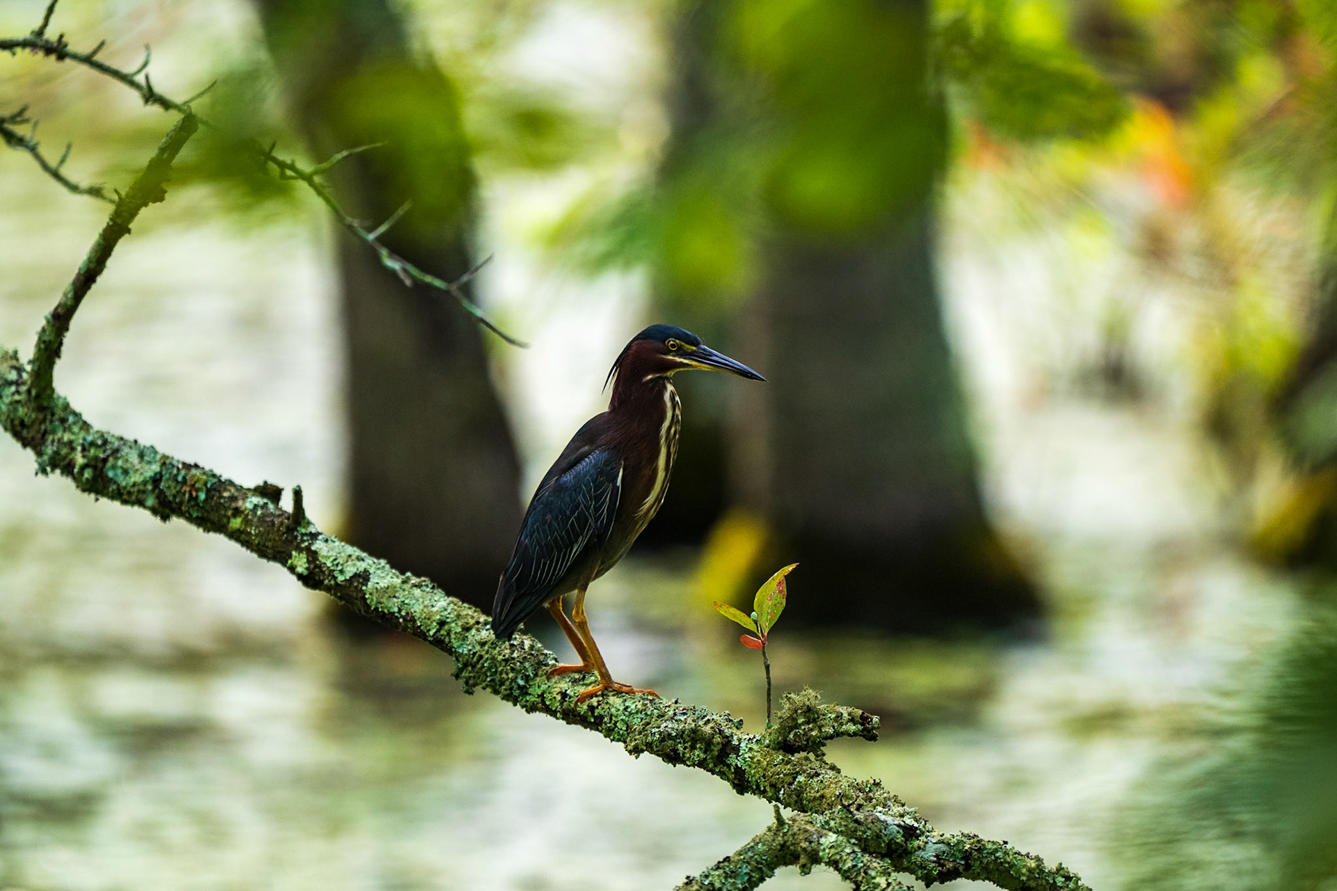 Green Heron
