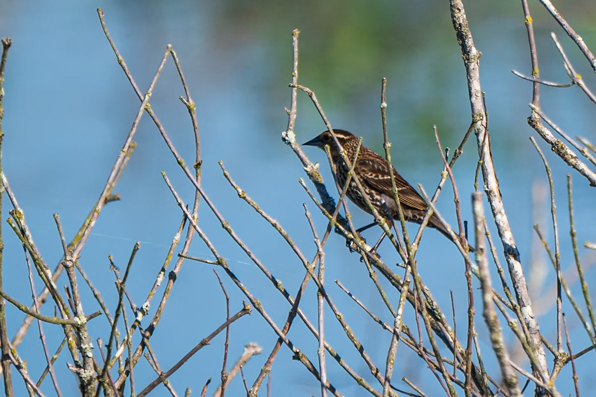 Red-winged Blackbird, female