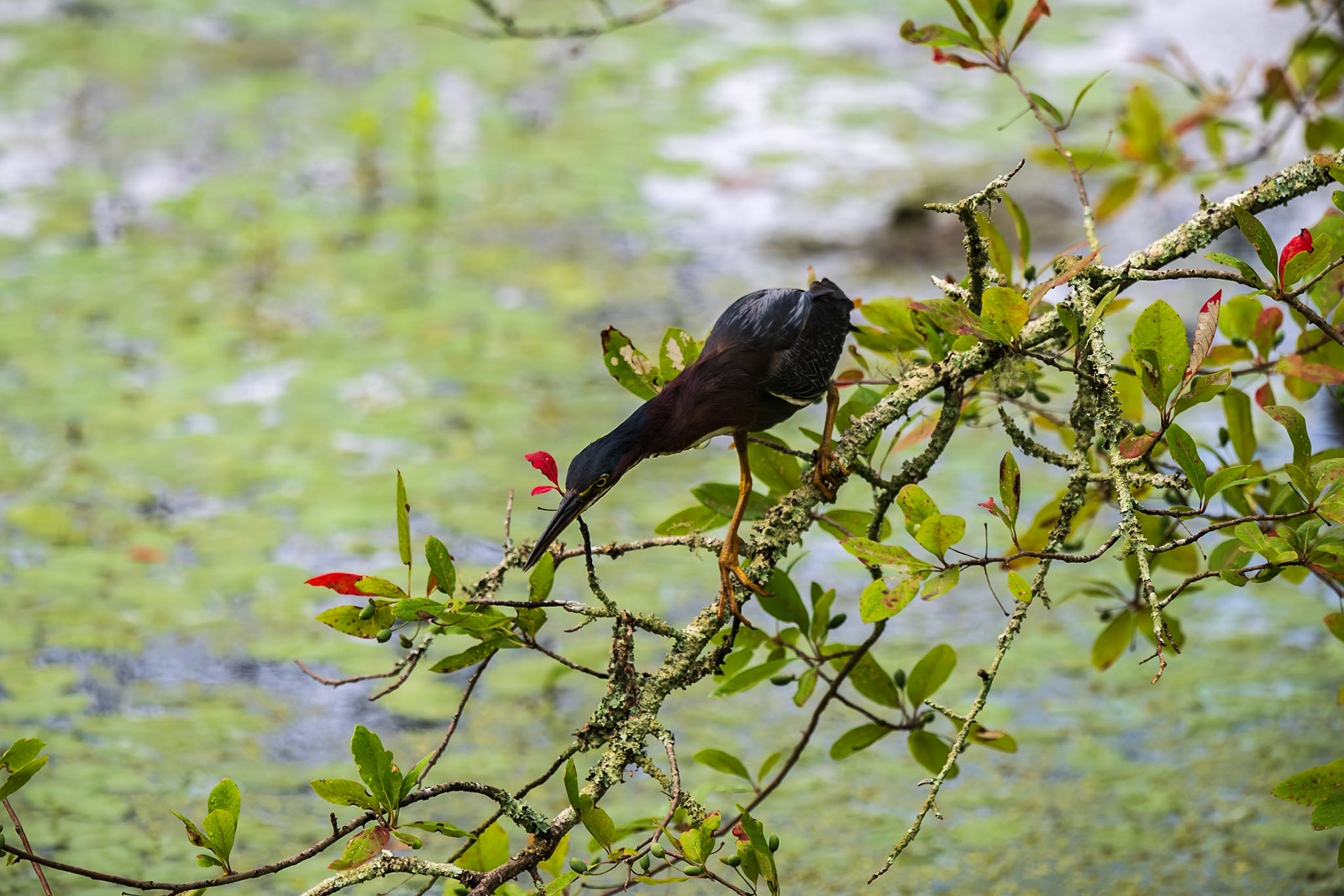 Green Heron