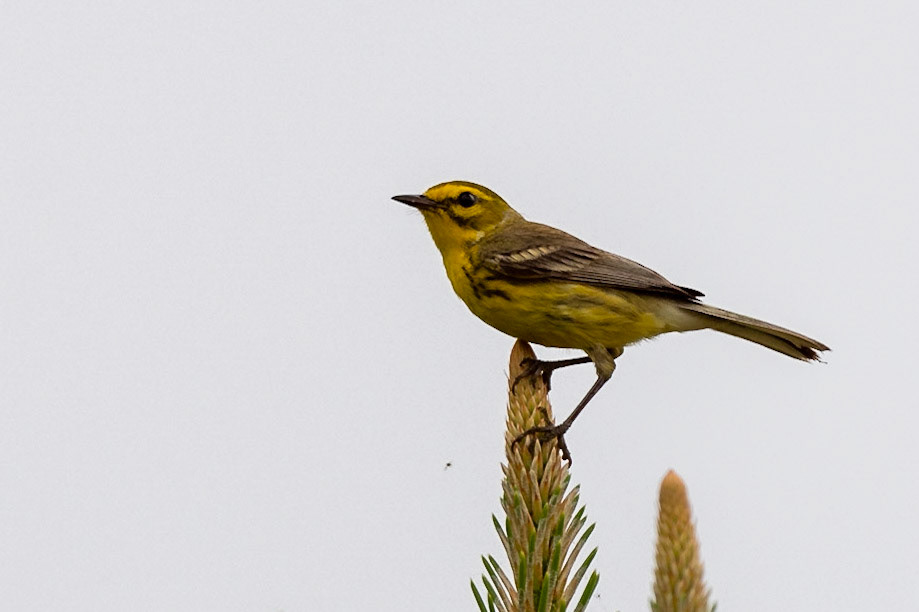 Prairie Warblrer