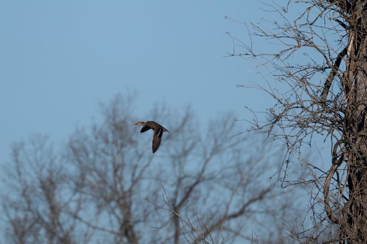 Female Mallard
