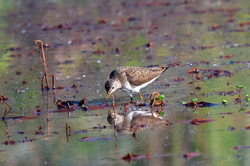 Solitary Sandpiper