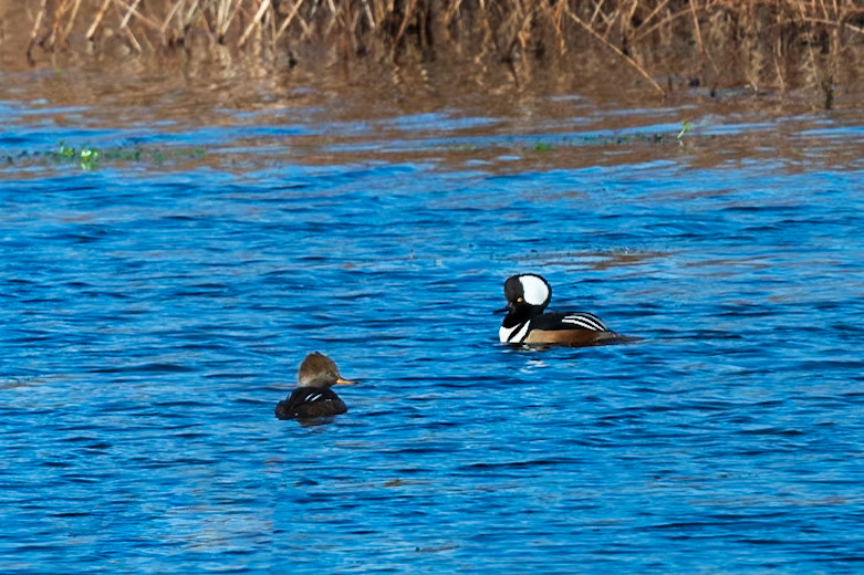 Male & Female Hooded Mergansers, the male has the large white hood.