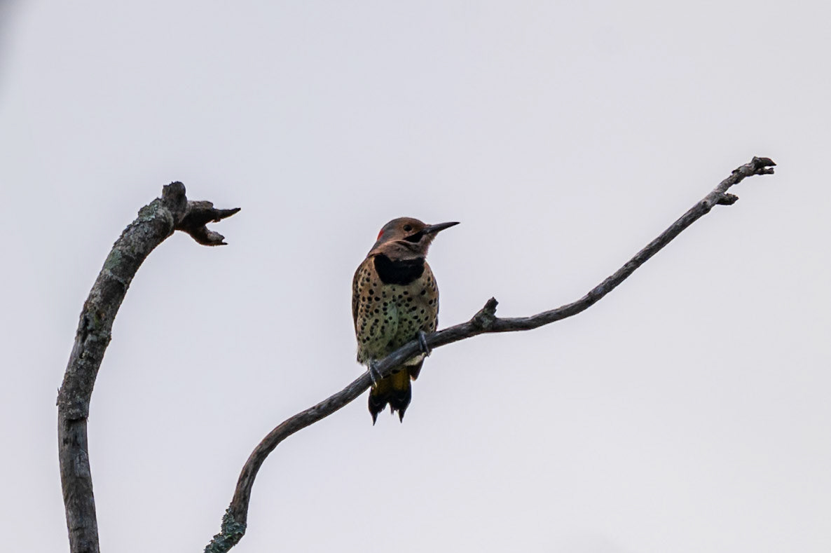 Northern Flicker