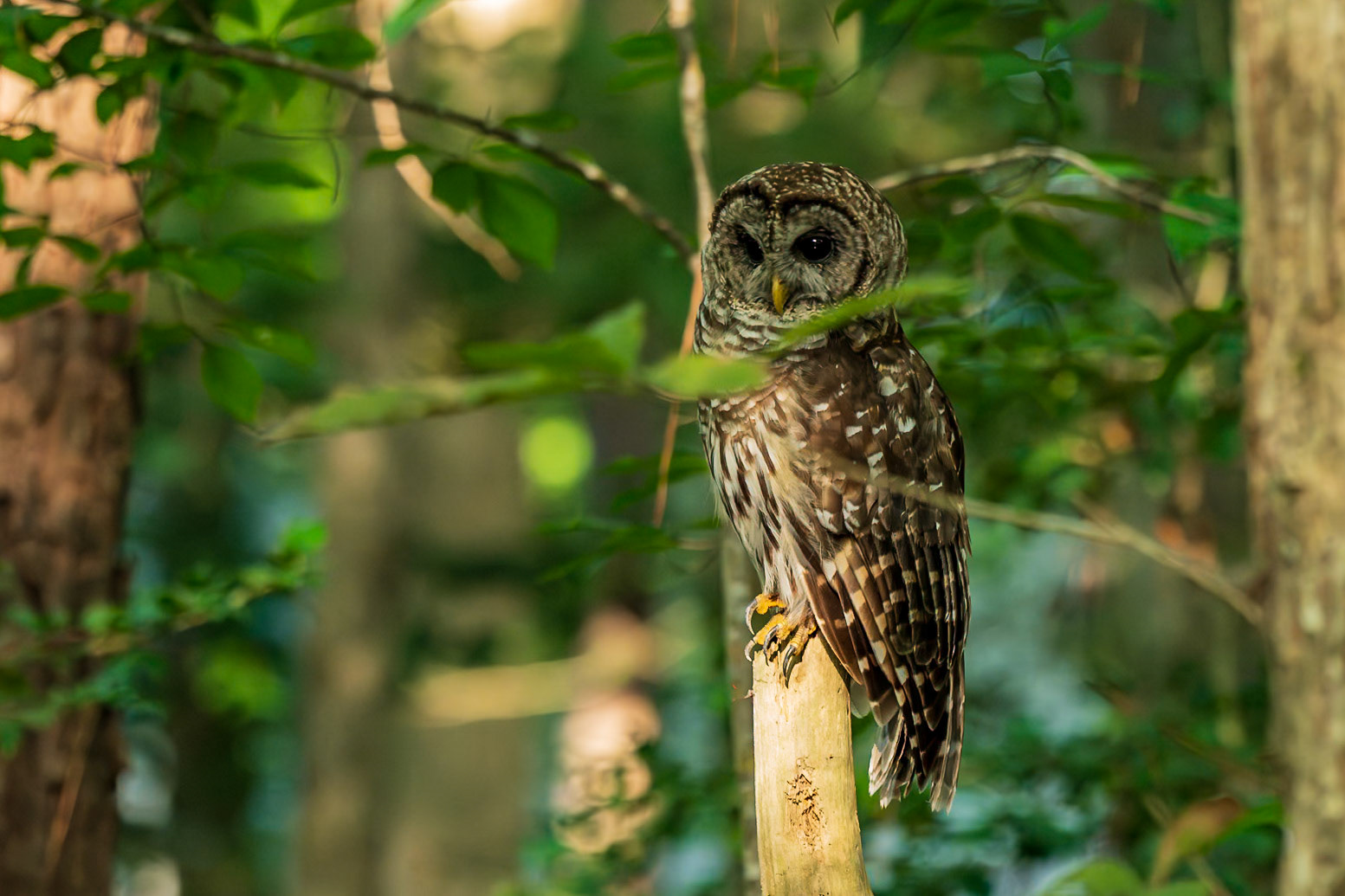 Barred Owl
