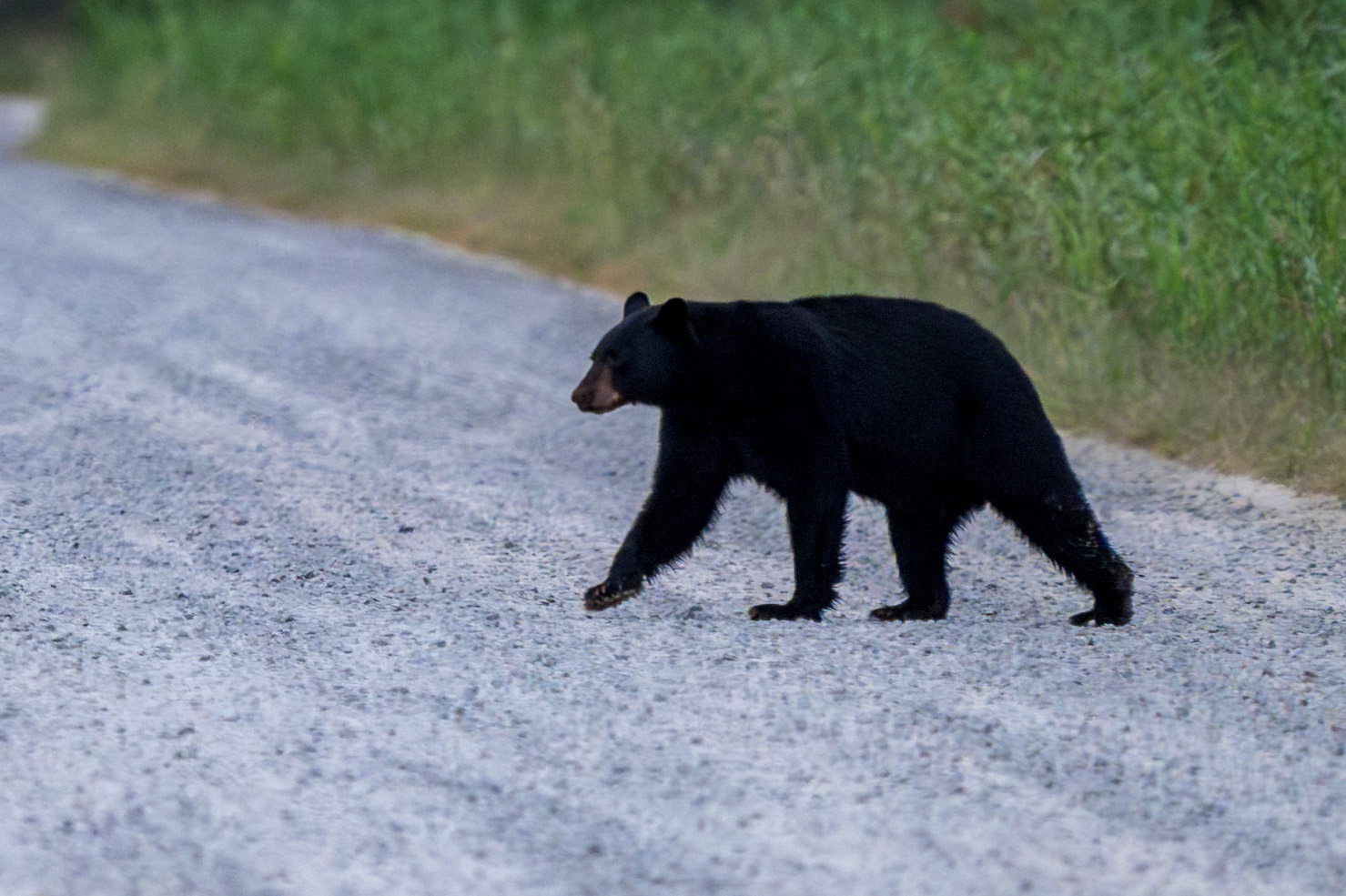 Black Bear walking across the road