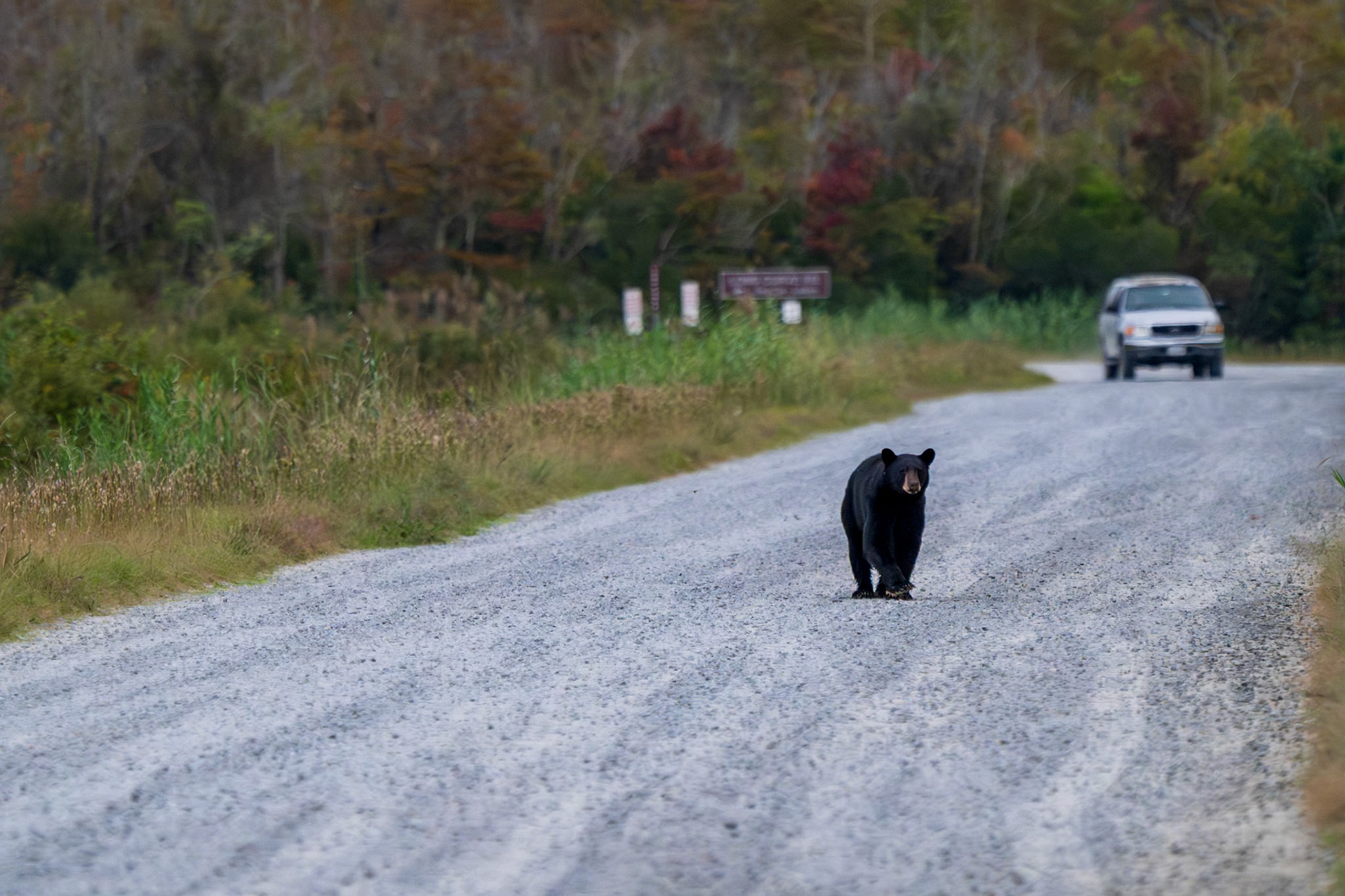 Black Bear walking down the road